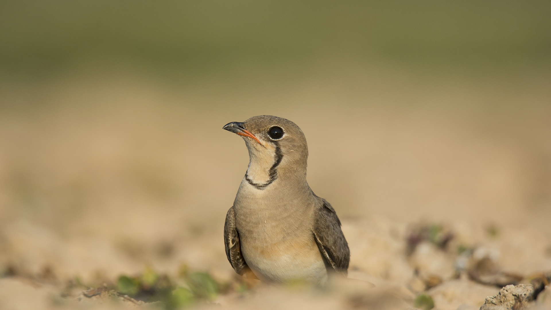 Bataklıkkırlangıcı