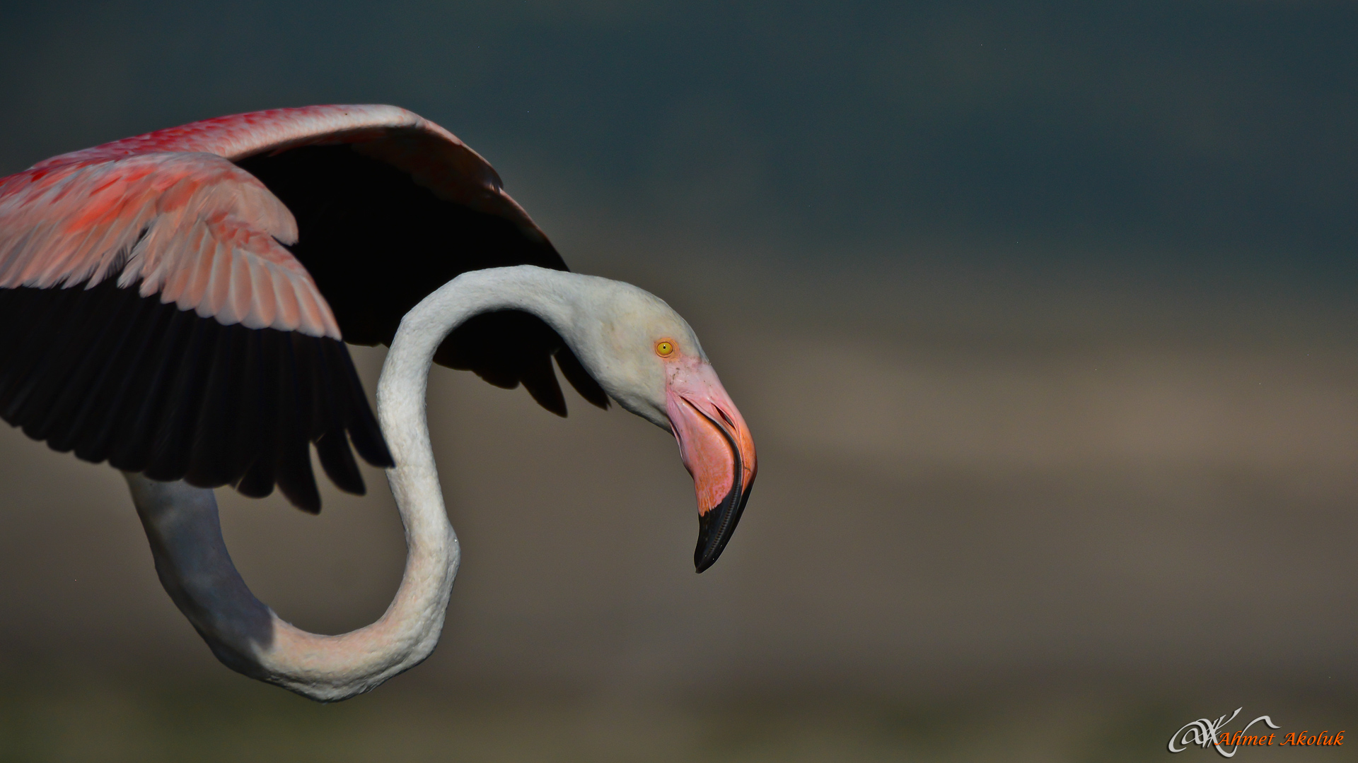 Flamingo » Greater Flamingo » Phoenicopterus roseus