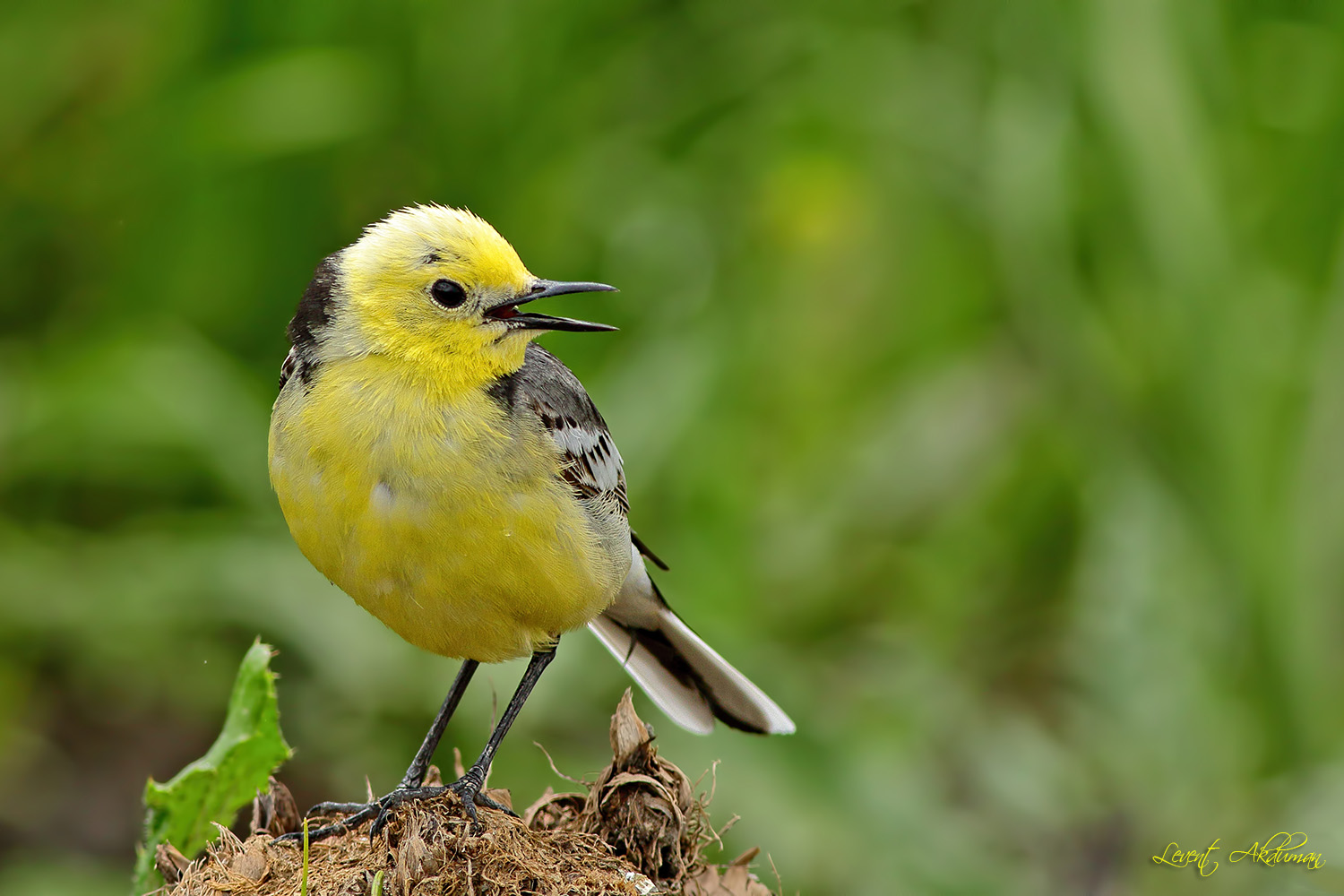 Sarıbaşlı kuyruksallayan