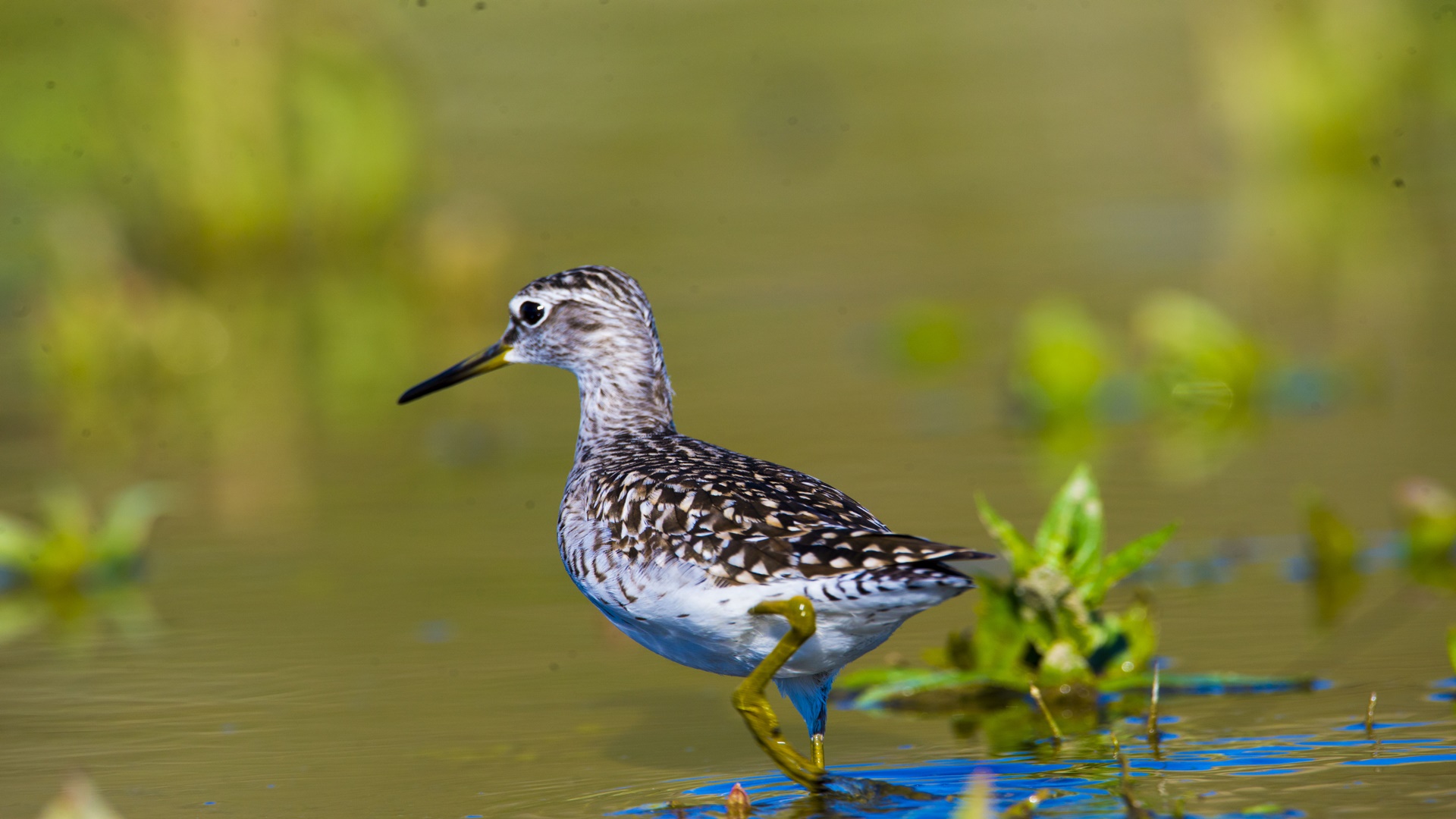 Orman düdükçünü