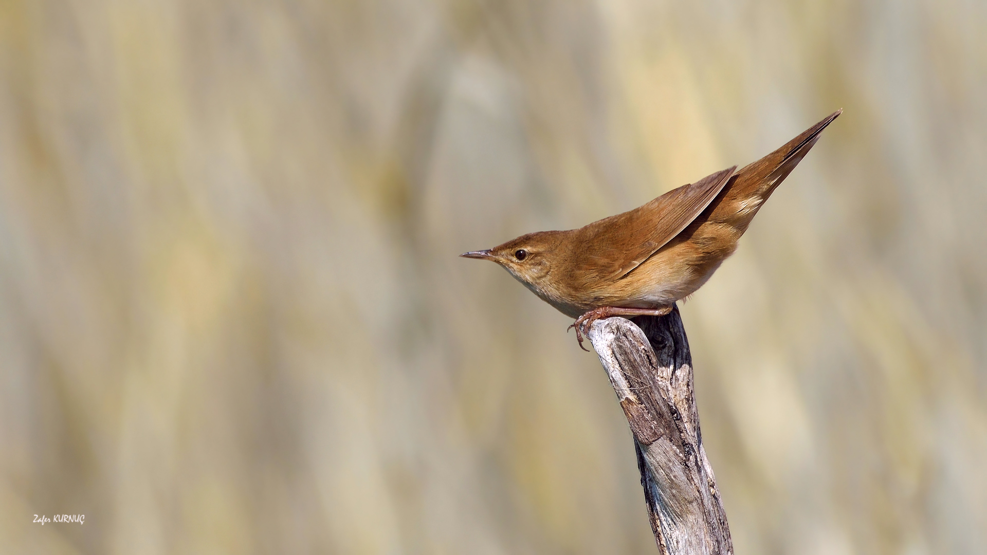 Bataklık kamışçını
