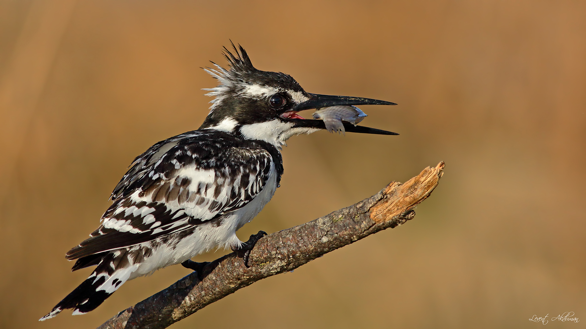 Alaca yalıçapkını