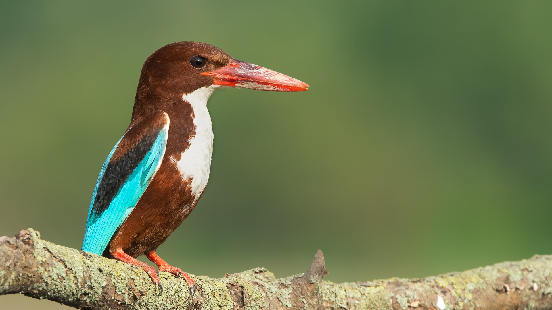 İzmir yalıçapkını