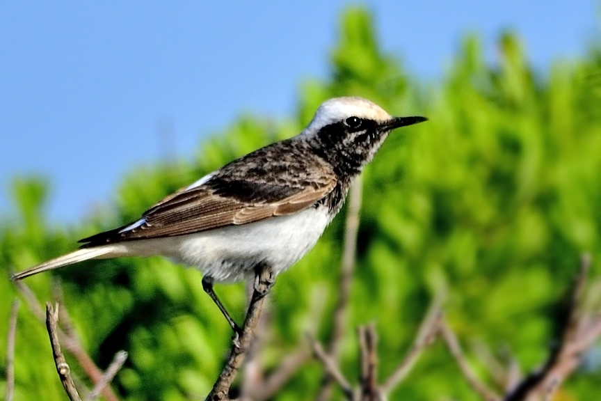 Keşiş kuyrukkakanı
