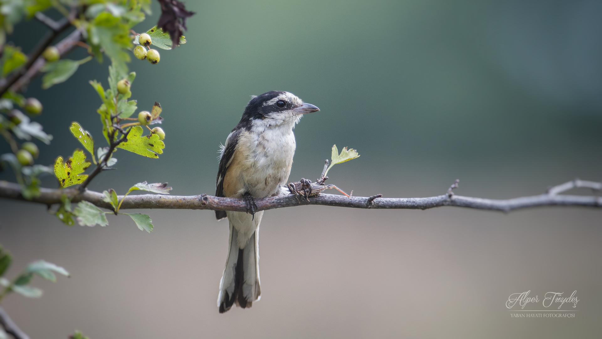 Maskeli örümcekkuşu