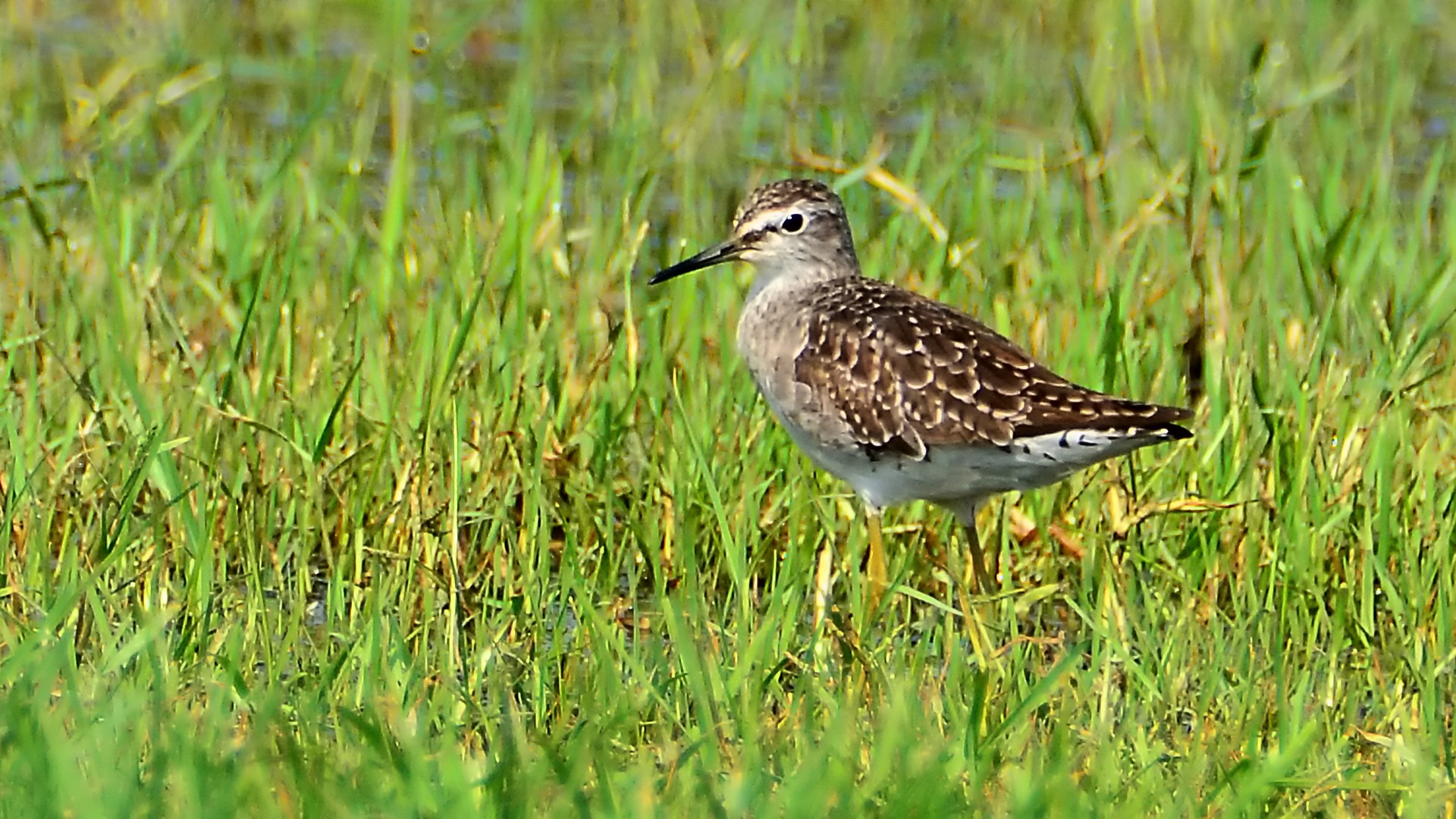 Orman düdükçünü
