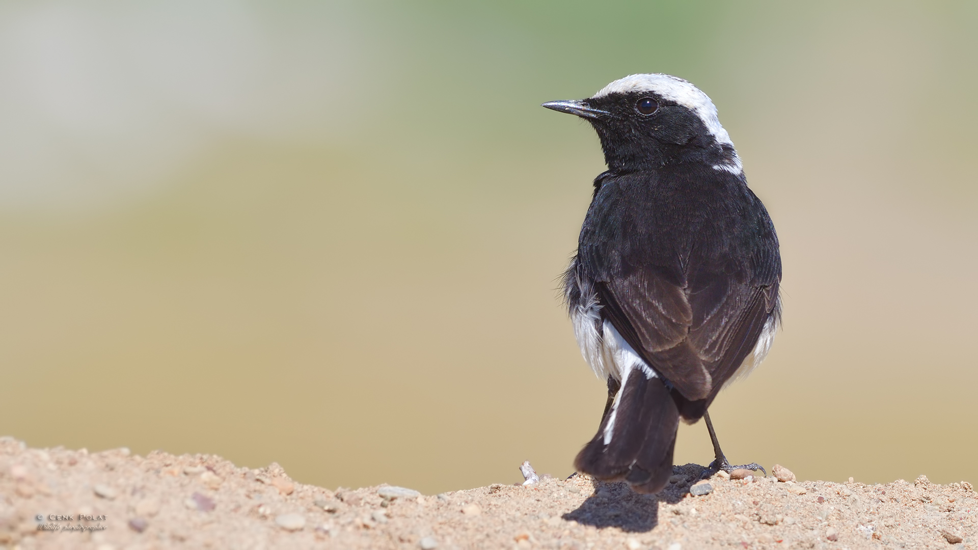 Kıbrıs kuyrukkakanı