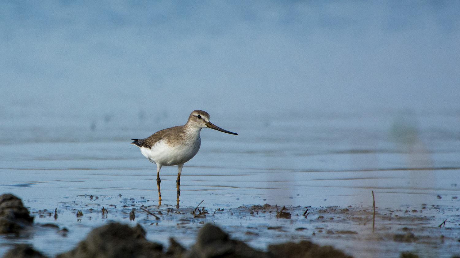 Terek düdükçünü