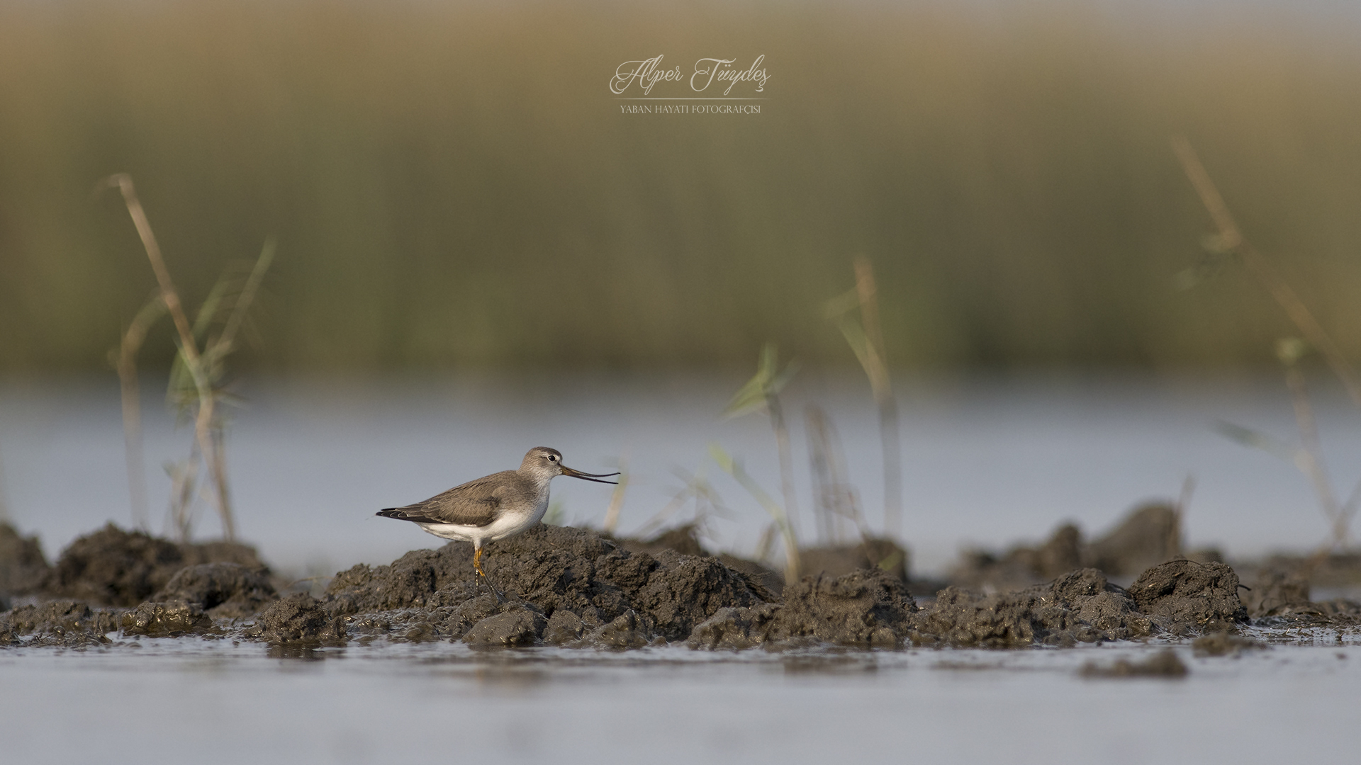 Terek düdükçünü