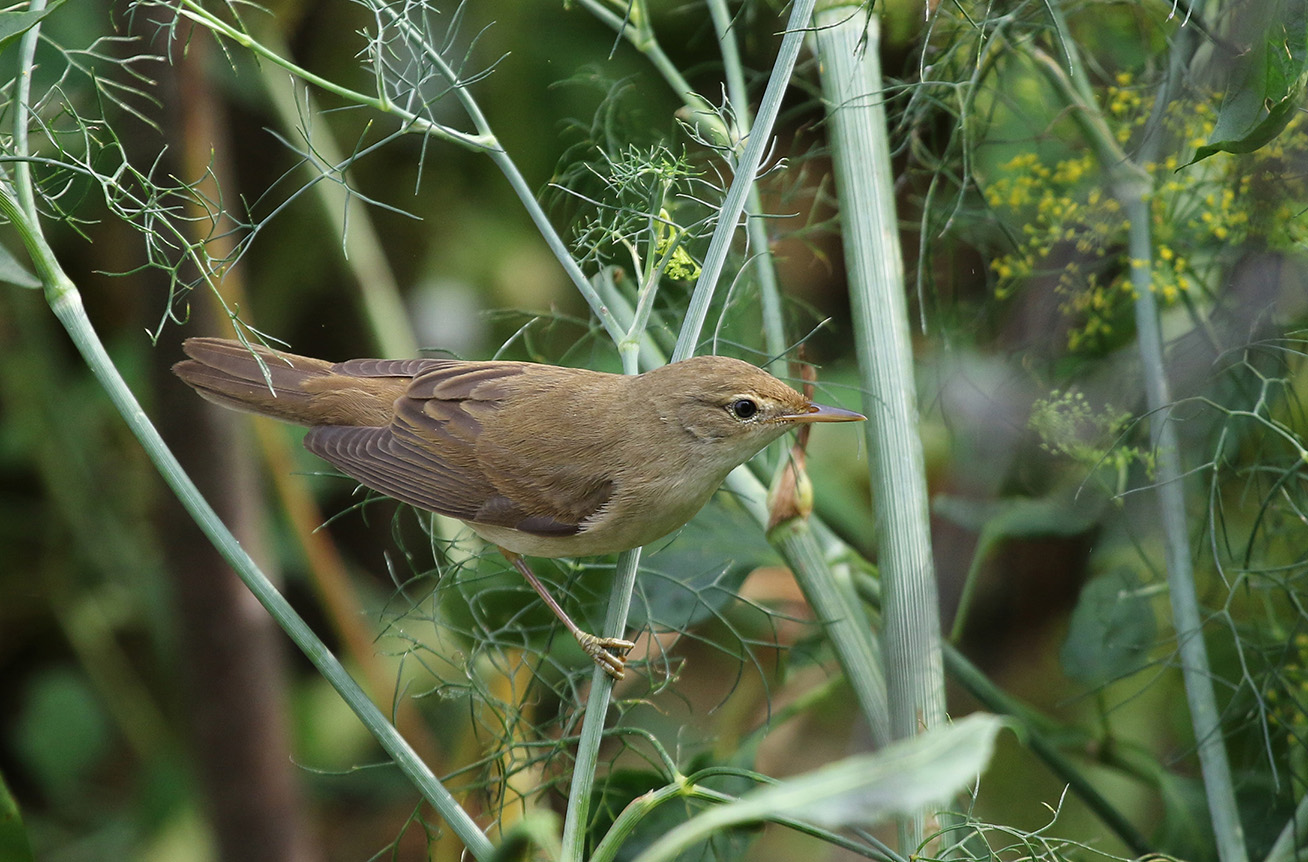 Çalı kamışçını