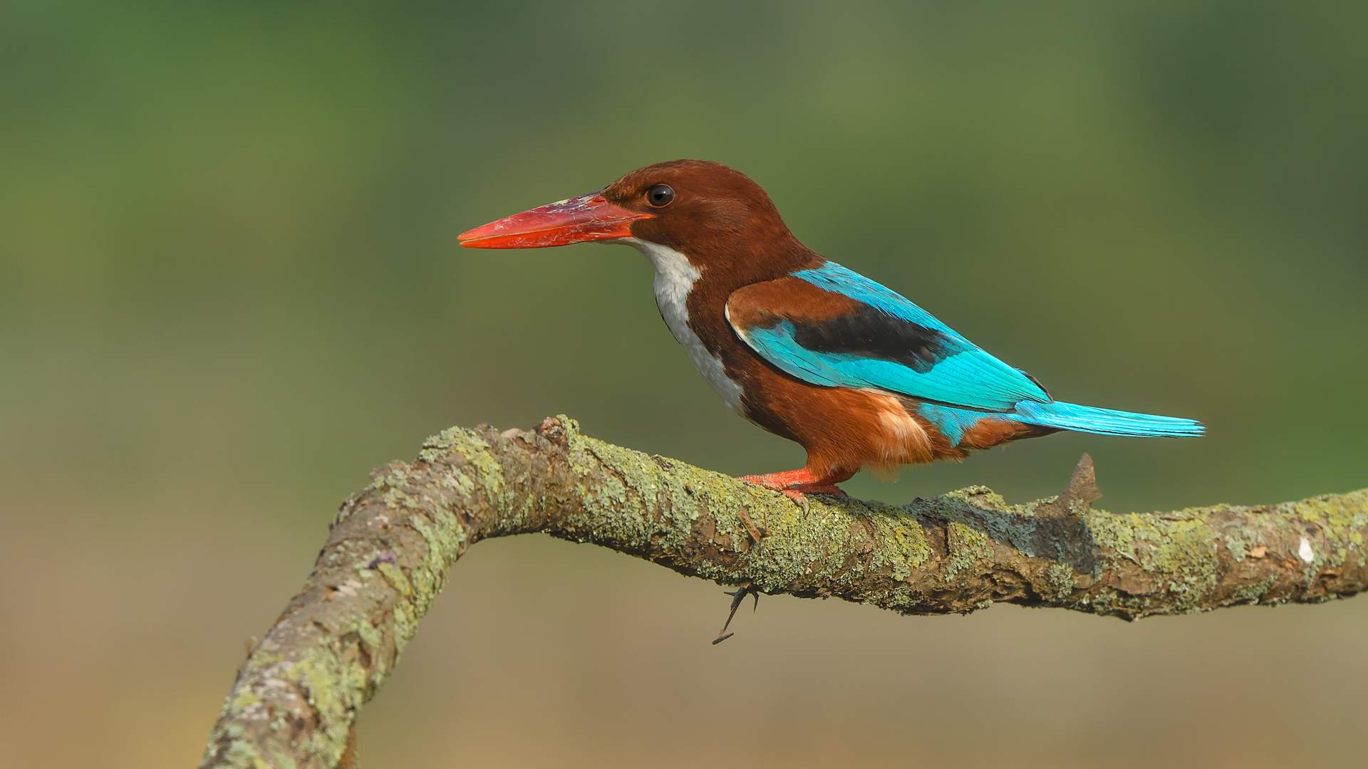 İzmir yalıçapkını