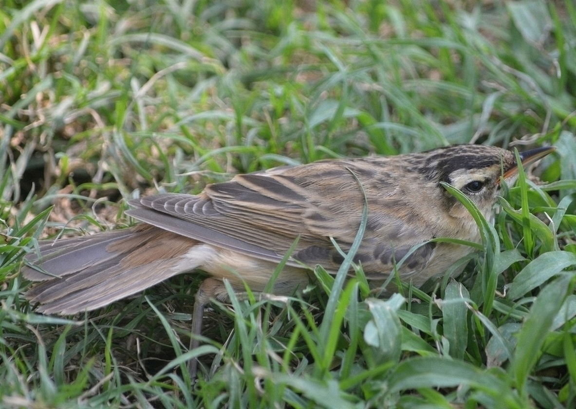 Kındıra kamışçını