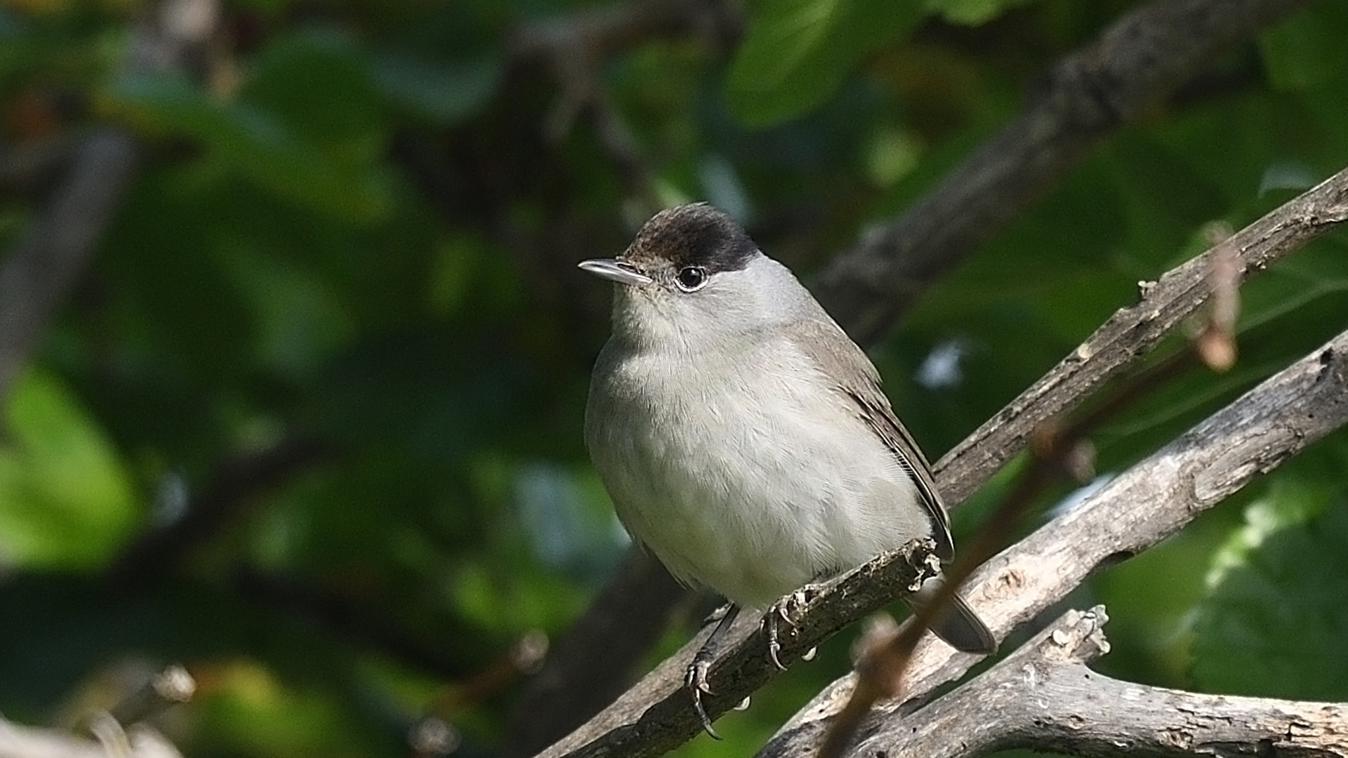 Karabaşlı ötleğen