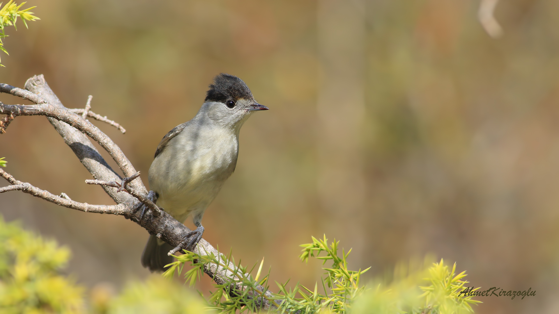 Karabaşlı ötleğen