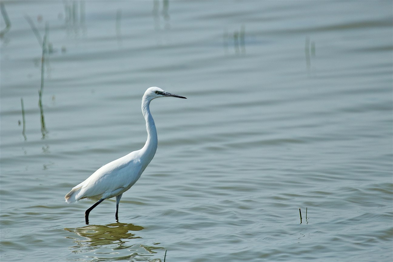 Küçük ak balıkçıl