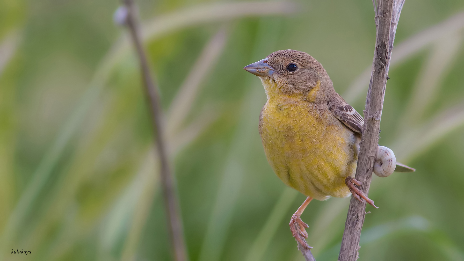 Karabaşlı kirazkuşu