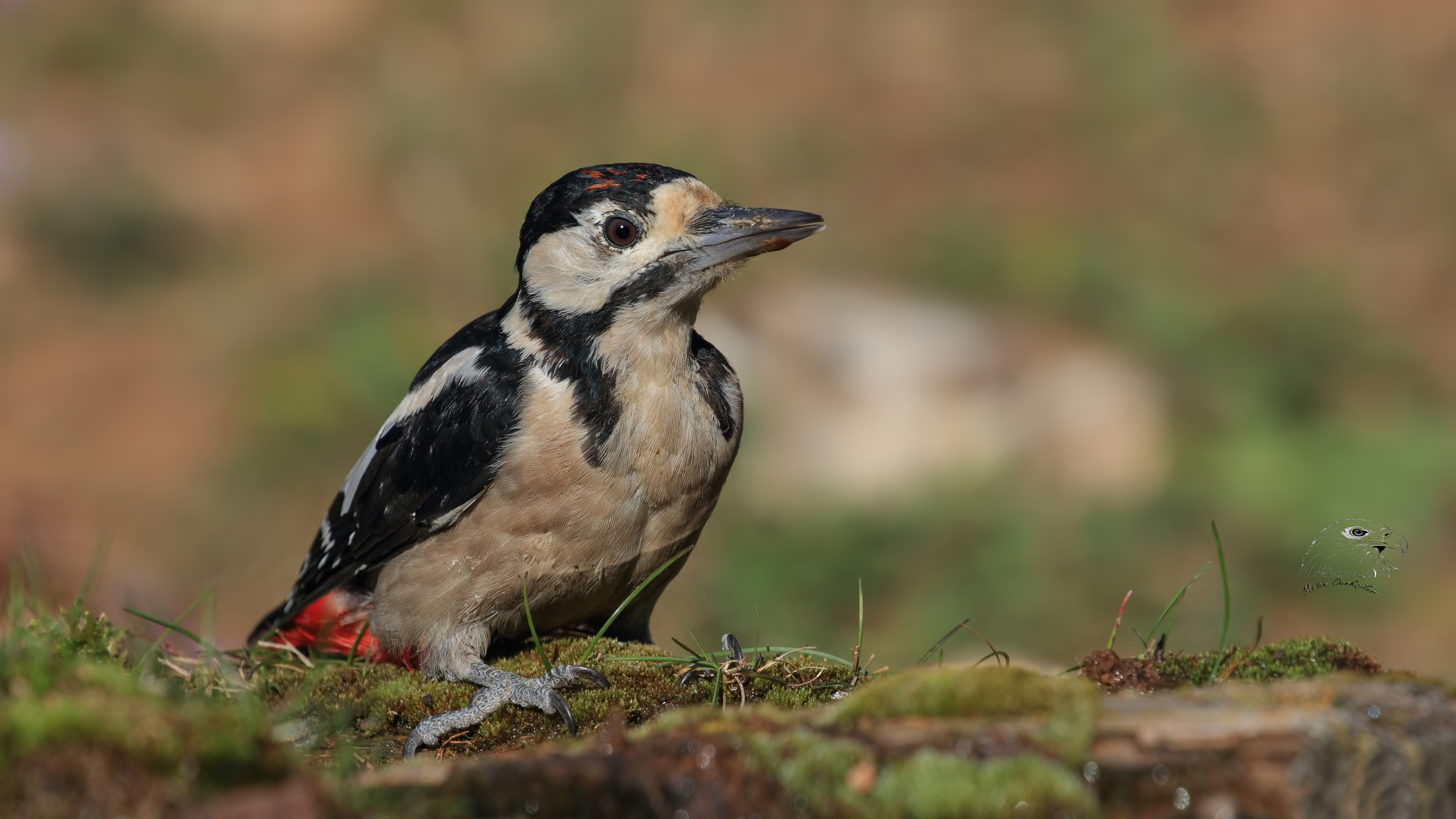 Orman alaca ağaçkakanı