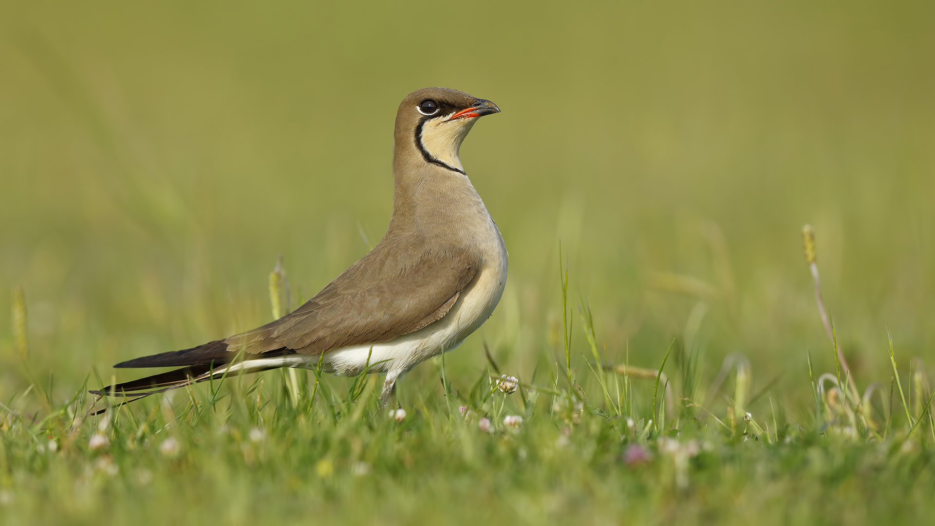 Bataklıkkırlangıcı