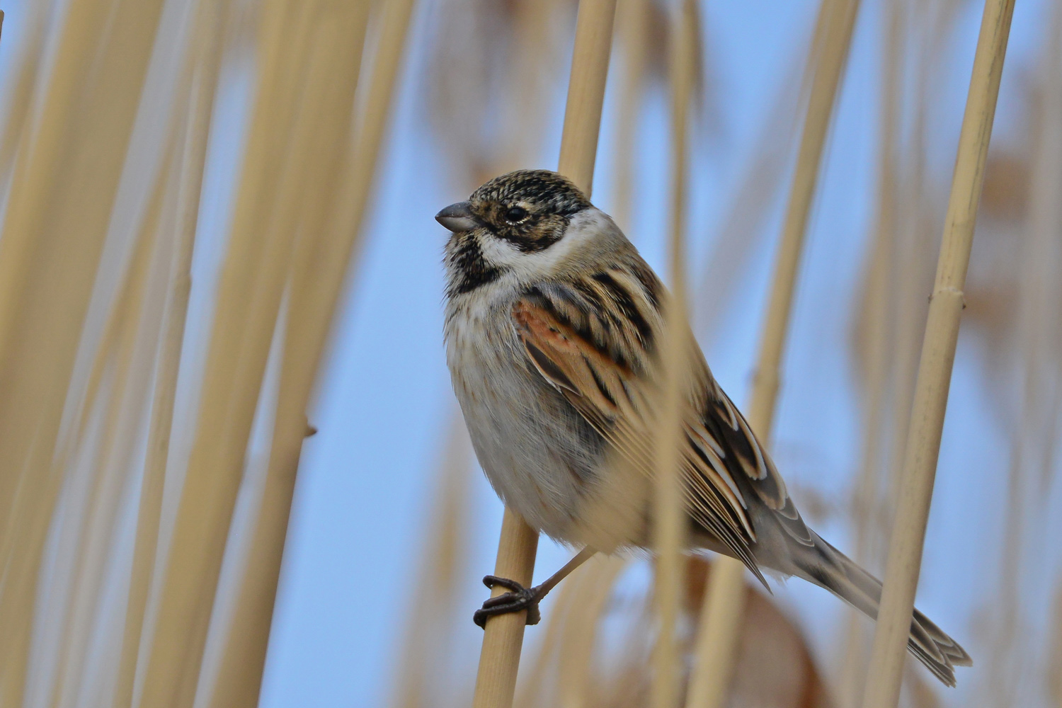 Bataklık Kirazkuşu