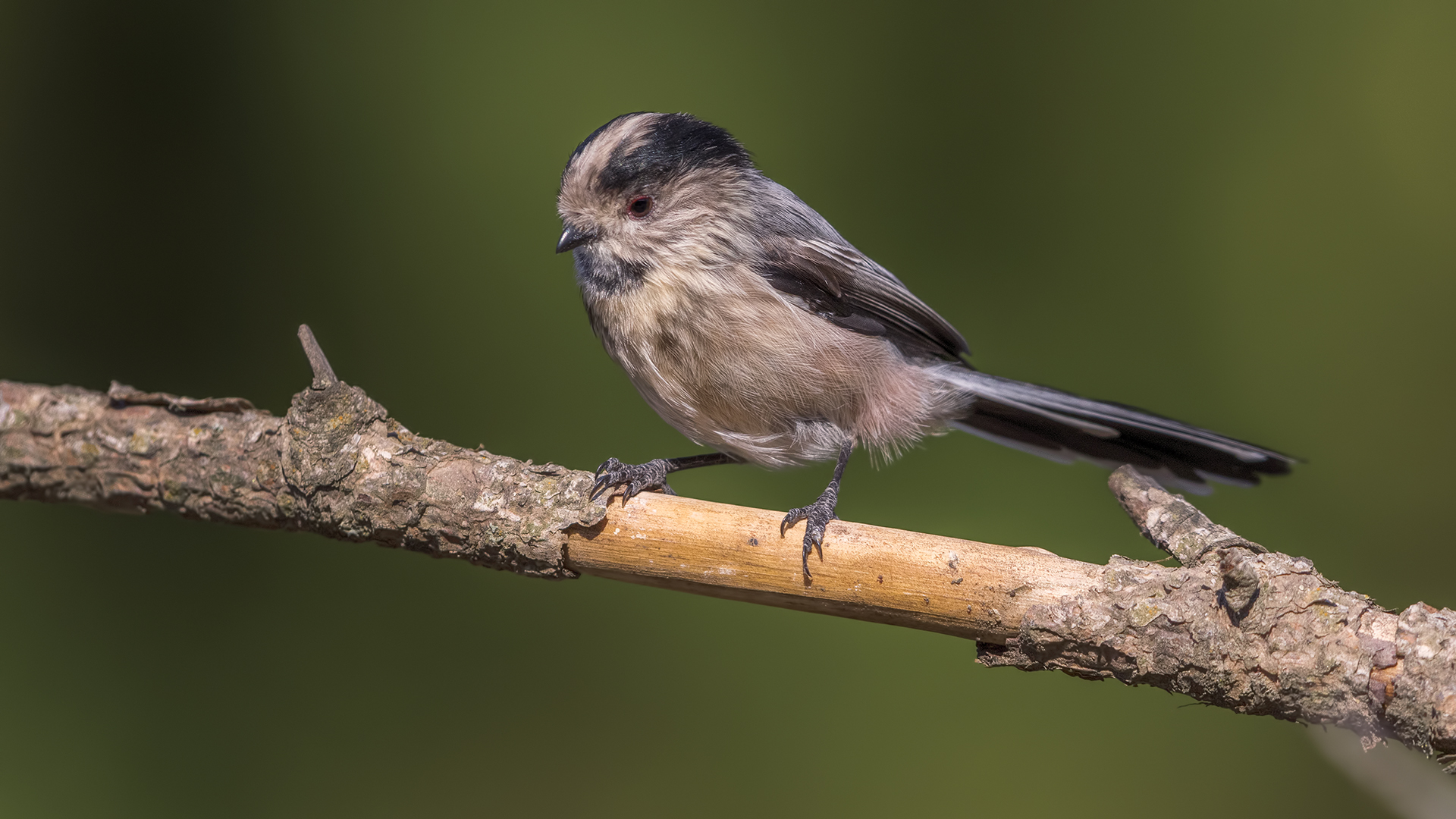 Uzunkuyruklu baştankara