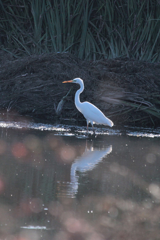 Büyük ak balıkçıl