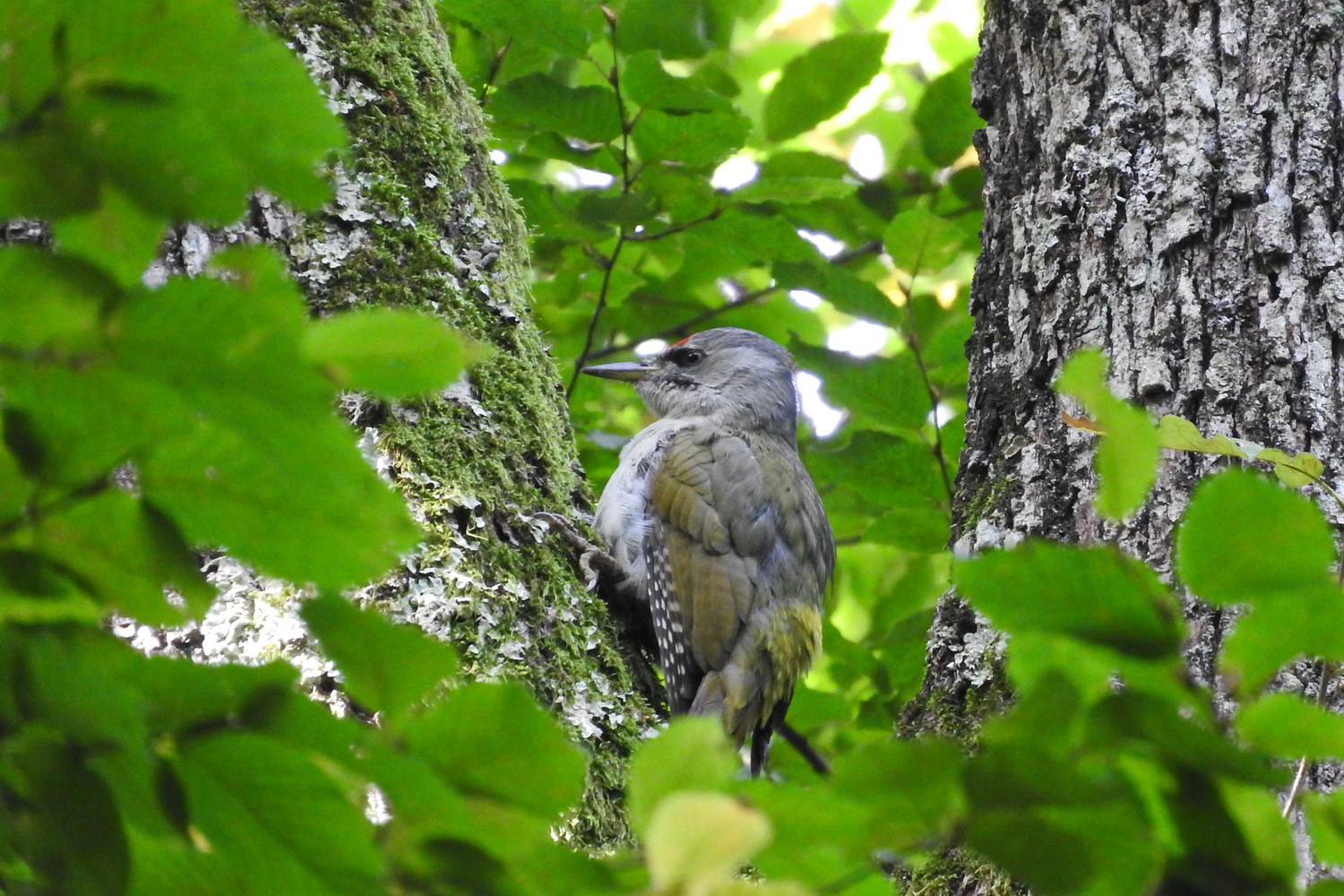 Küçük yeşil ağaçkakan