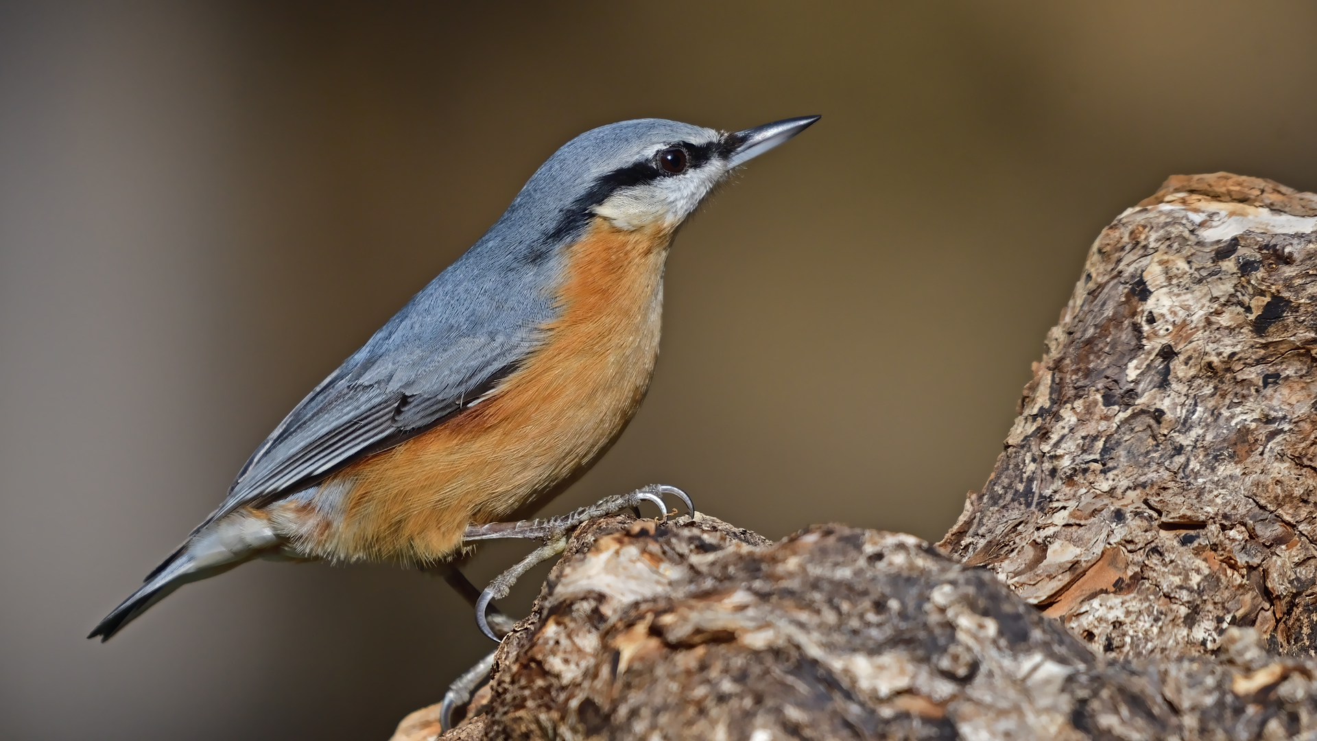 Sıvacı » Eurasian Nuthatch » Sitta europaea