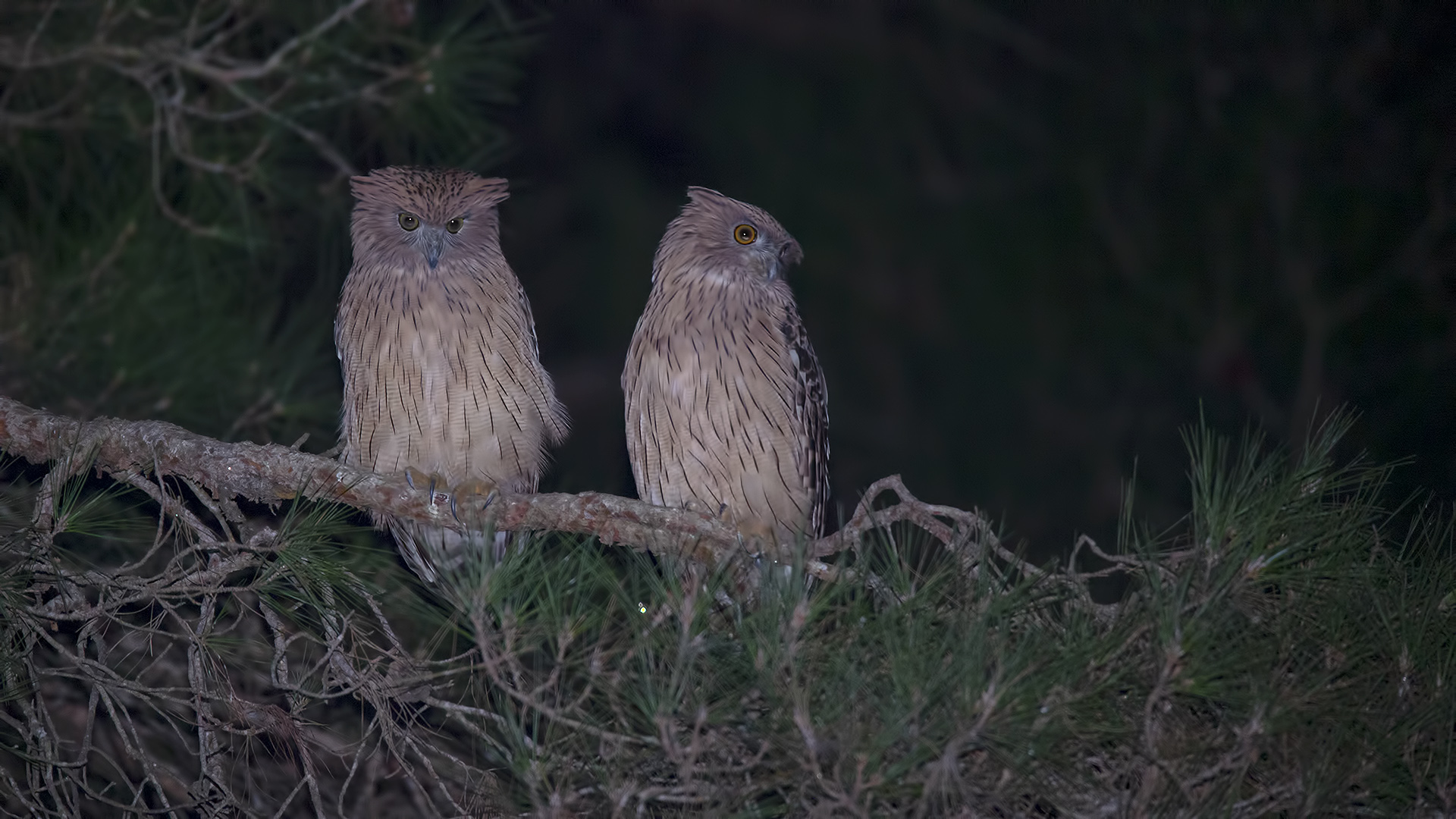 Balık baykuşu » Brown Fish Owl » Ketupa zeylonensis