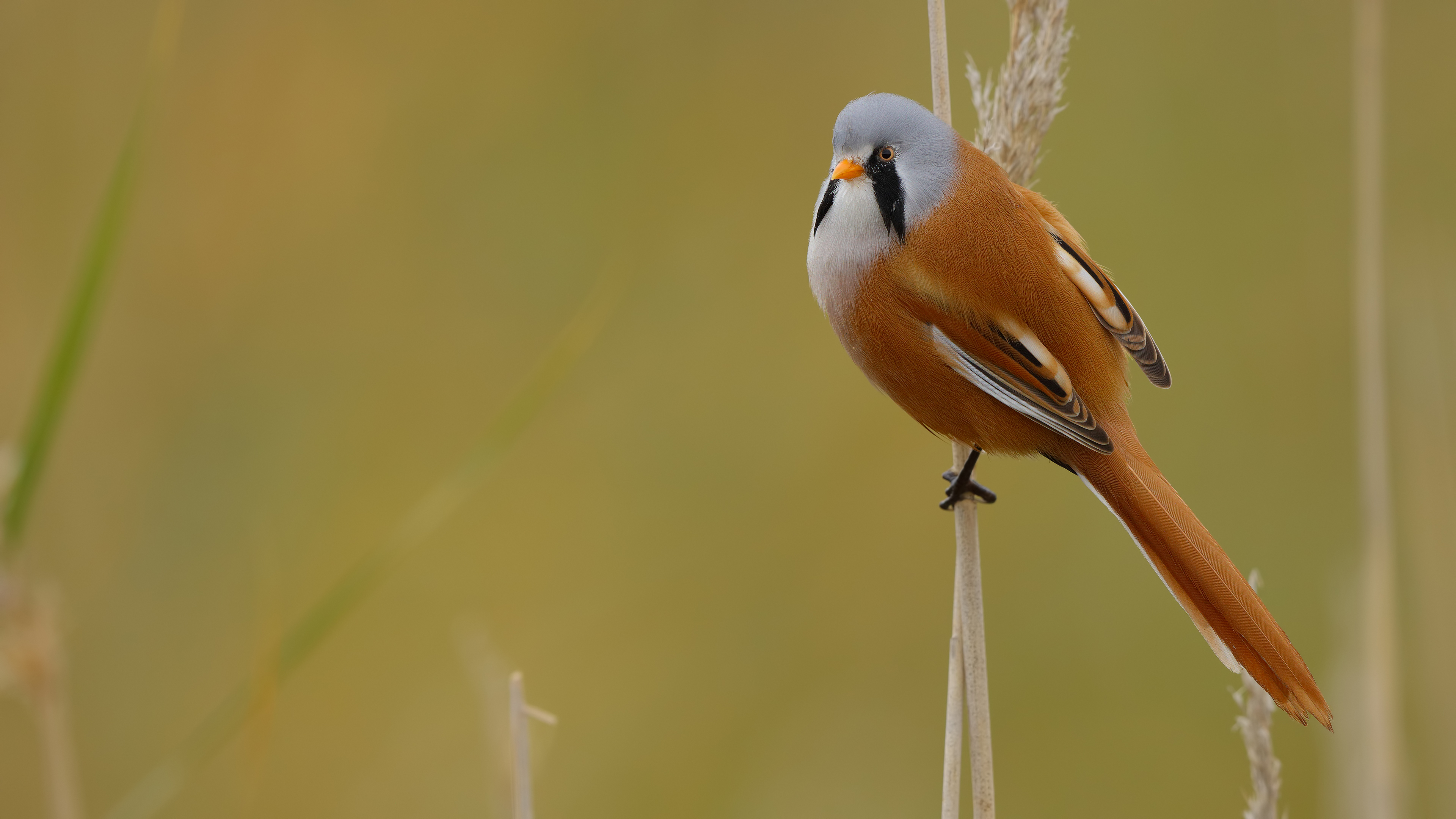 Bıyıklı baştankara