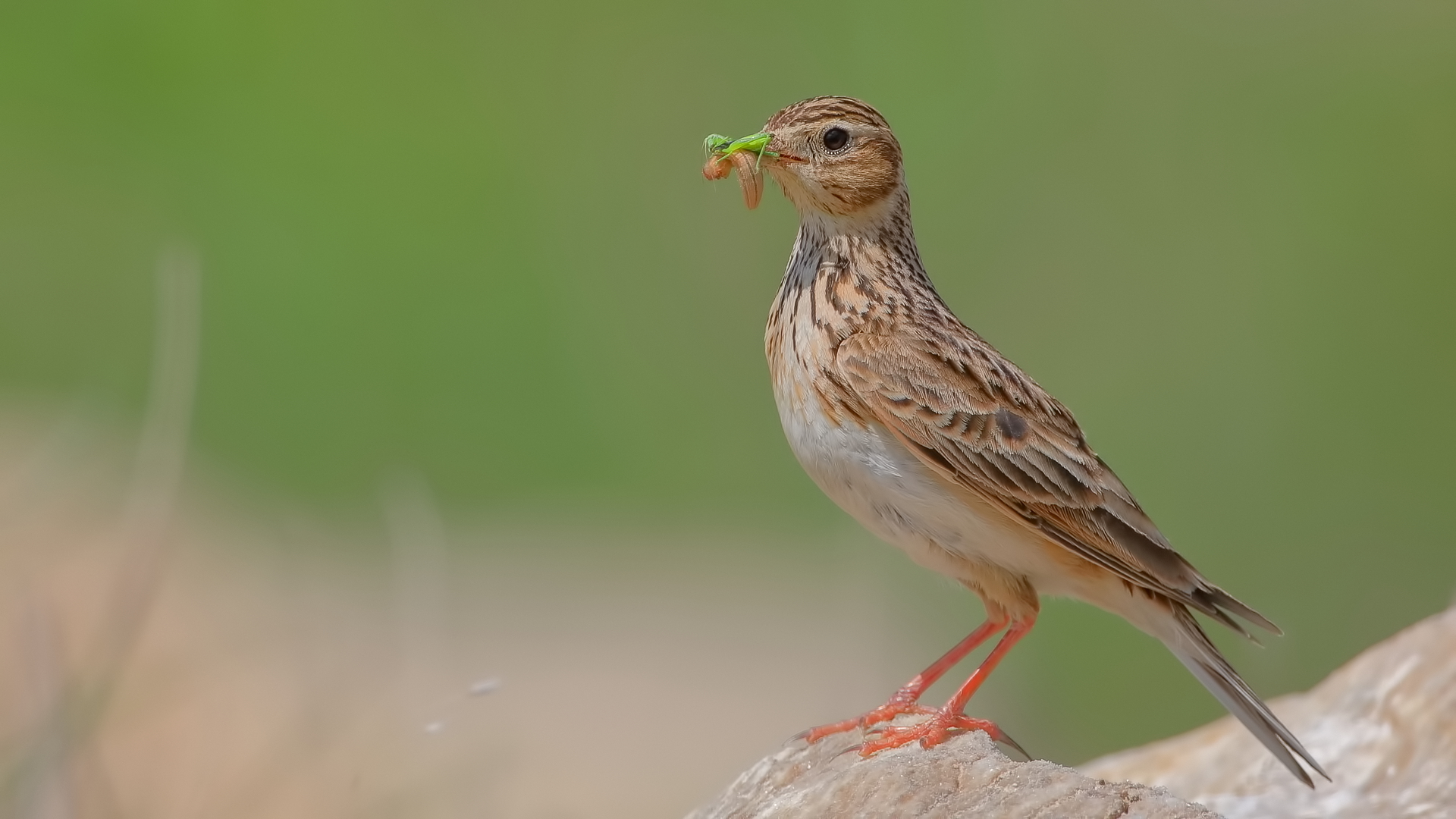 Tarlakuşu » Eurasian Skylark » Alauda arvensis