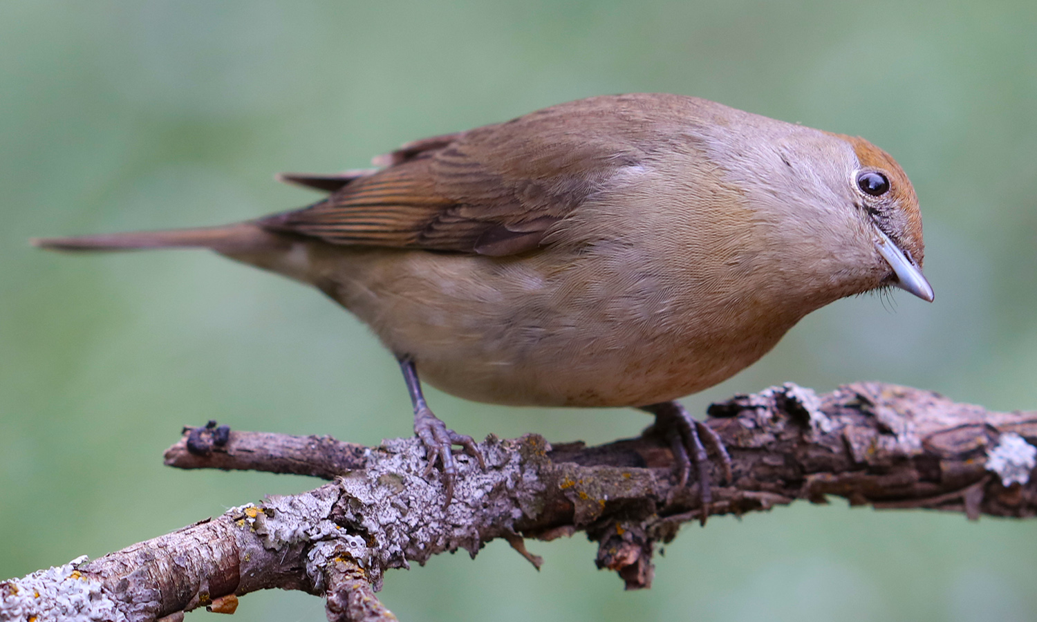 Karabaşlı ötleğen