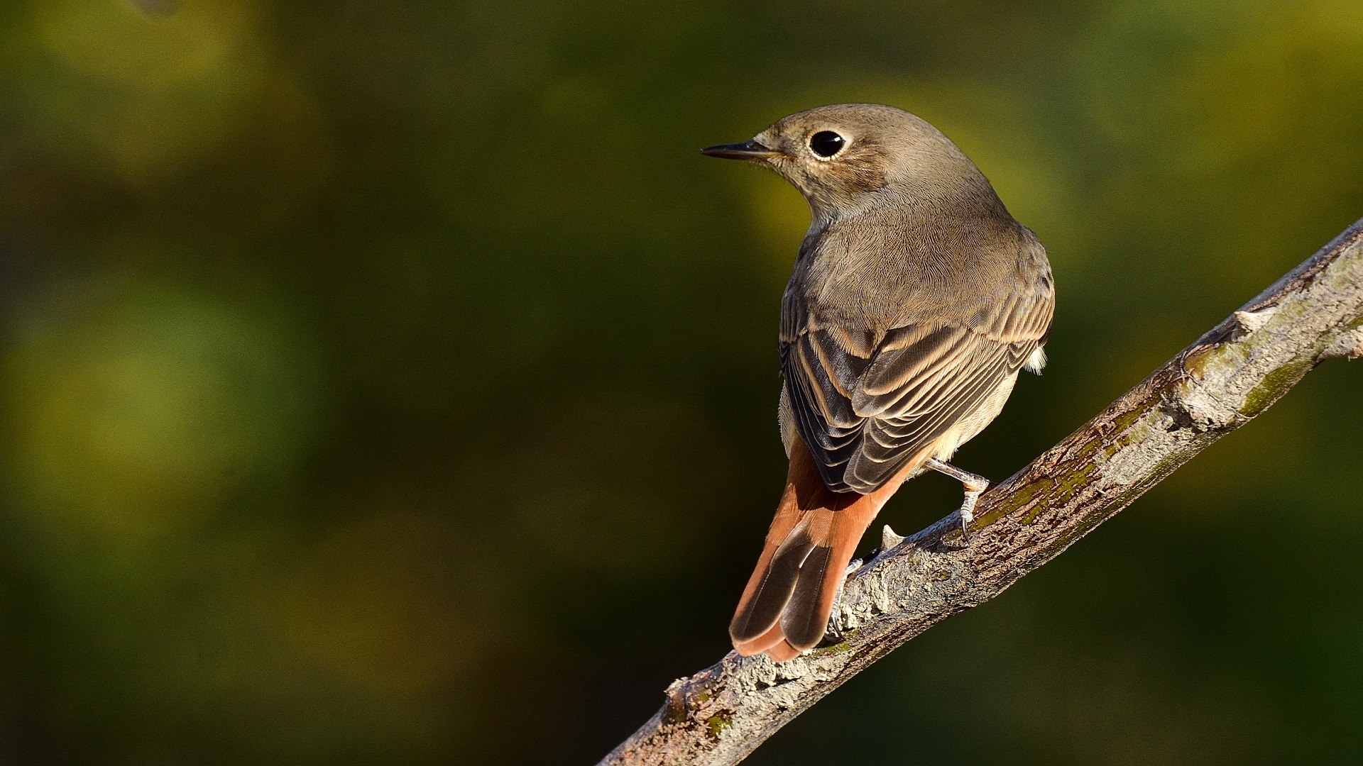 Kızılkuyruk » Common Redstart » Phoenicurus phoenicurus