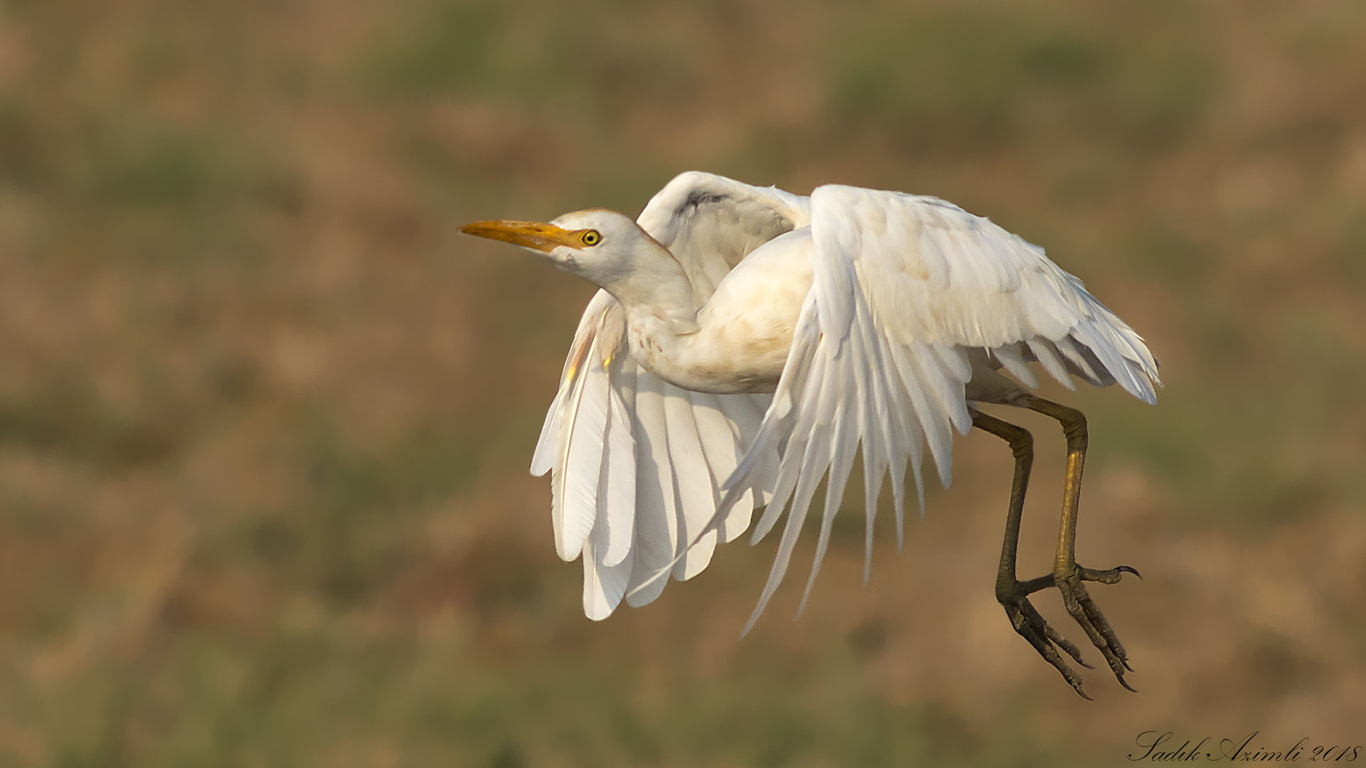 Sığır balıkçılı