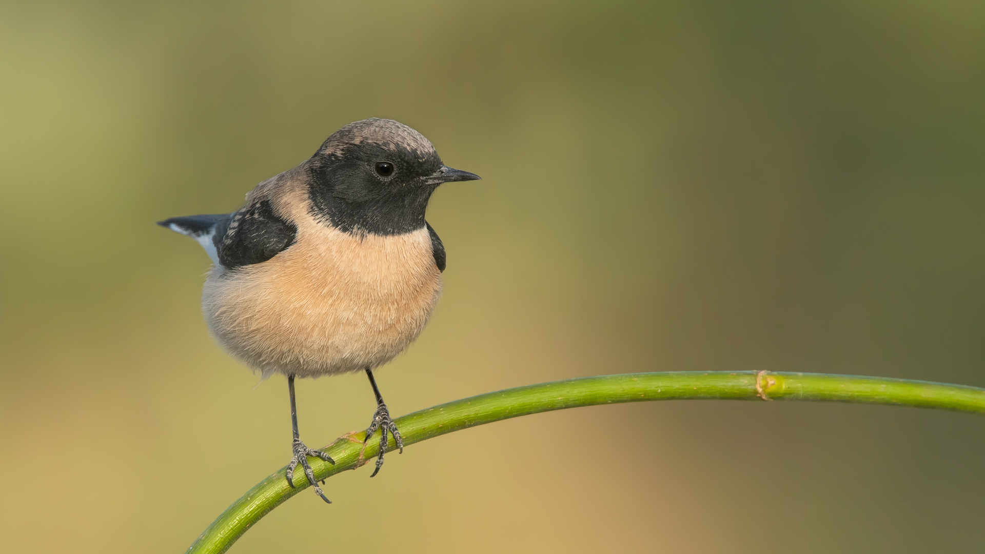 Karakulaklı kuyrukkakan
