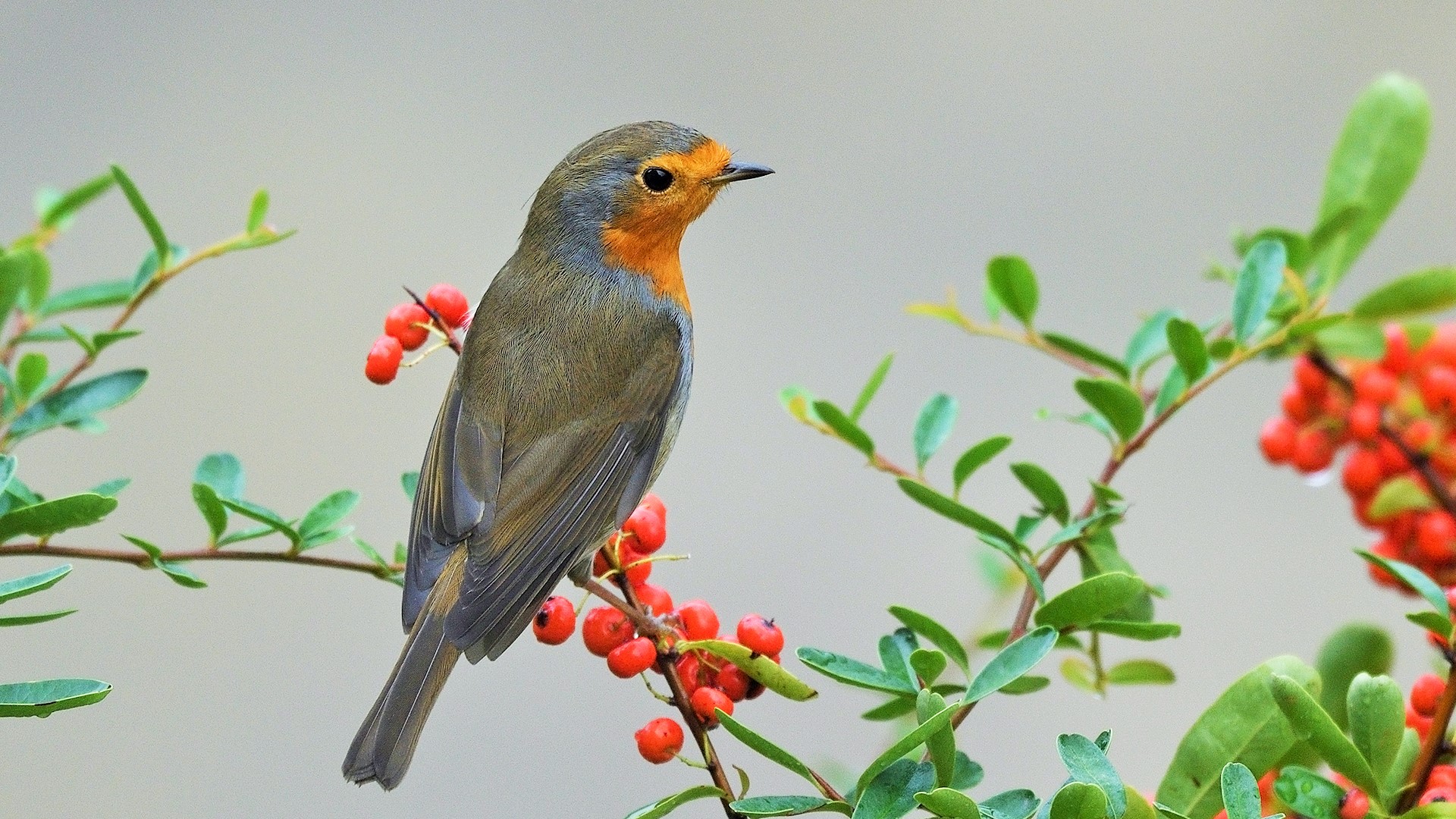 Kızılgerdan » European Robin » Erithacus rubecula