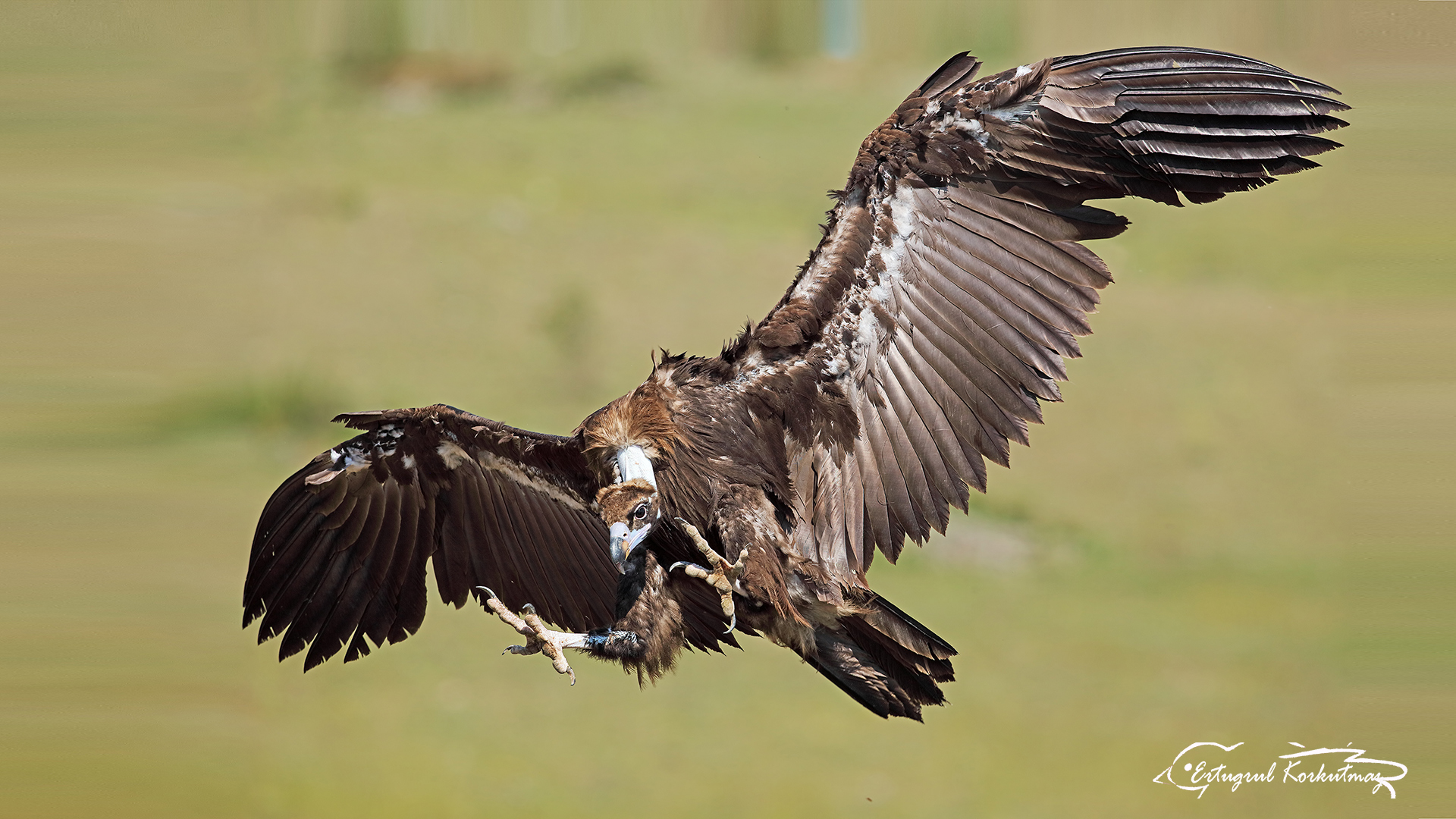 Kara akbaba » Cinereous Vulture » Aegypius monachus
