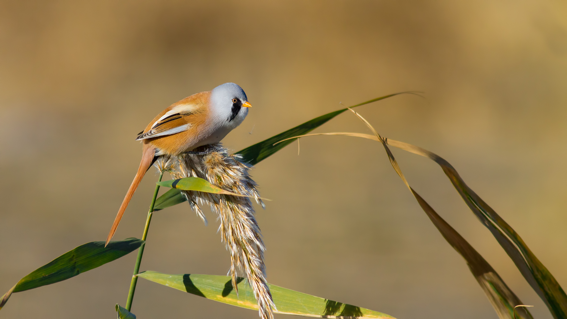 Bıyıklı baştankara » Bearded Reedling » Panurus biarmicus