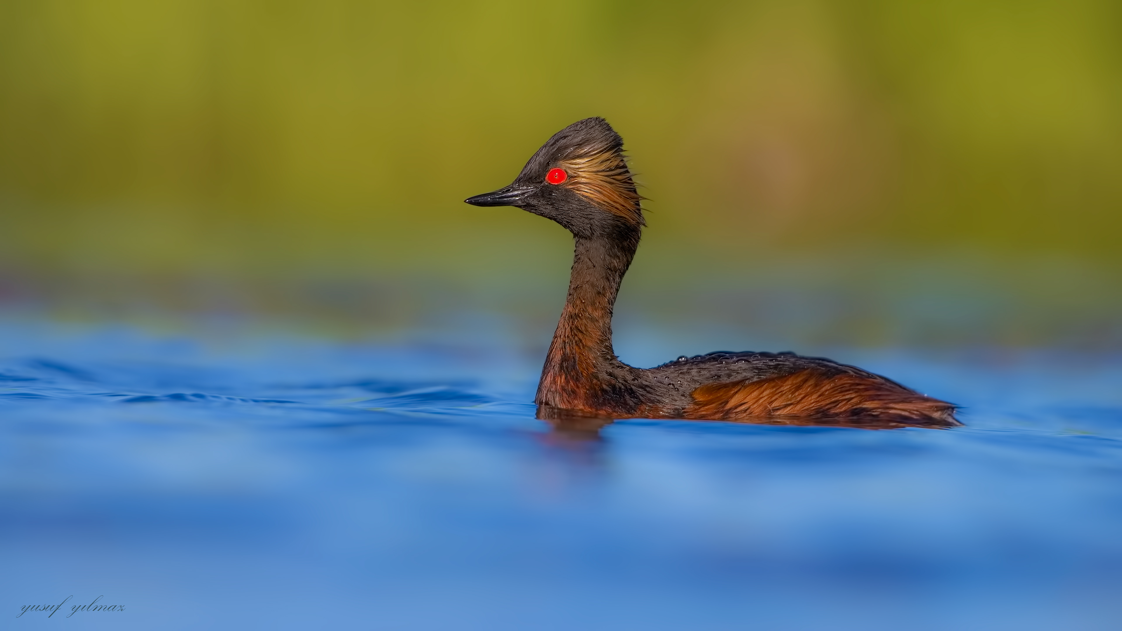 Karaboyunlu batağan