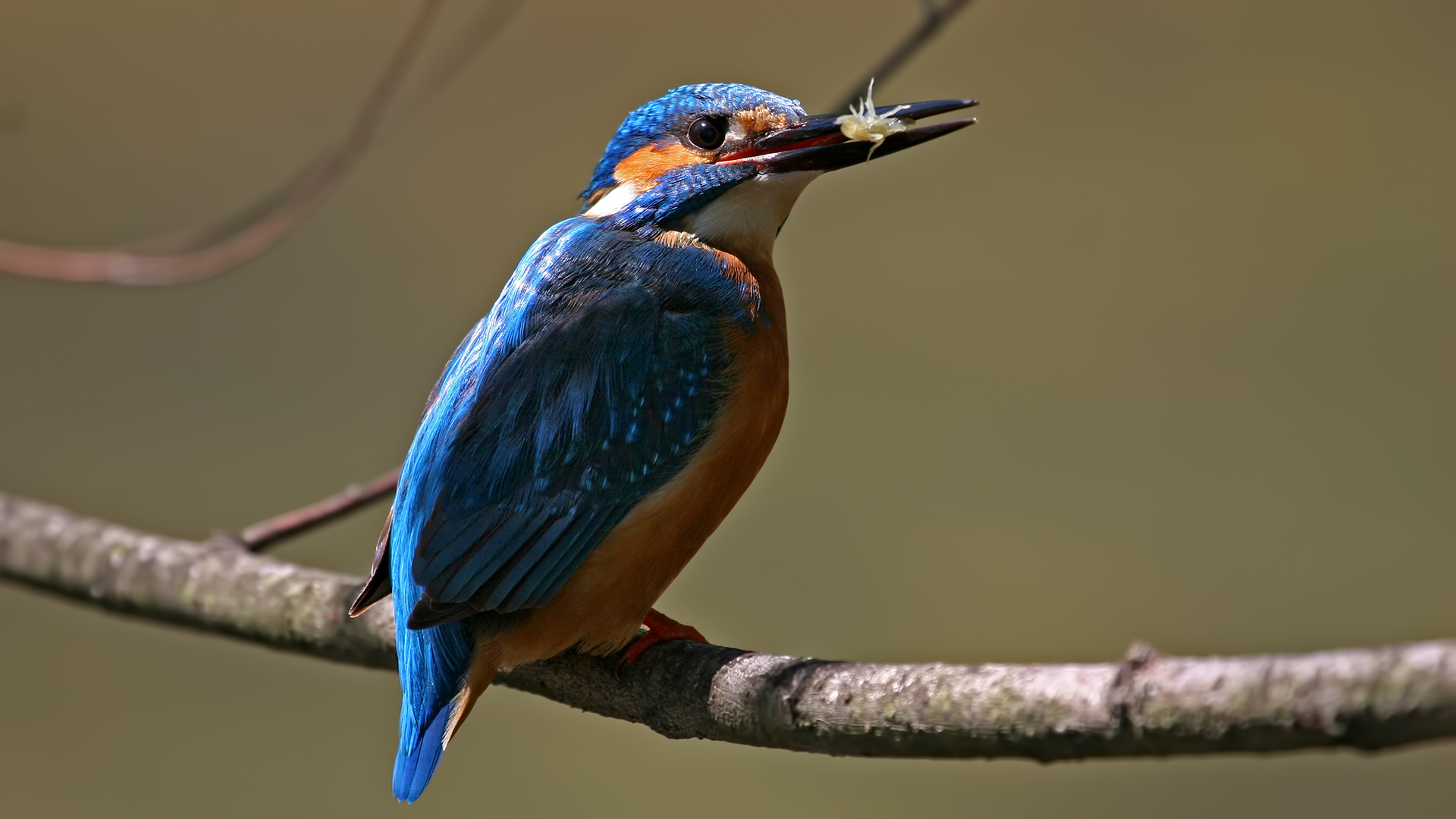 Yalıçapkını » Common Kingfisher » Alcedo atthis