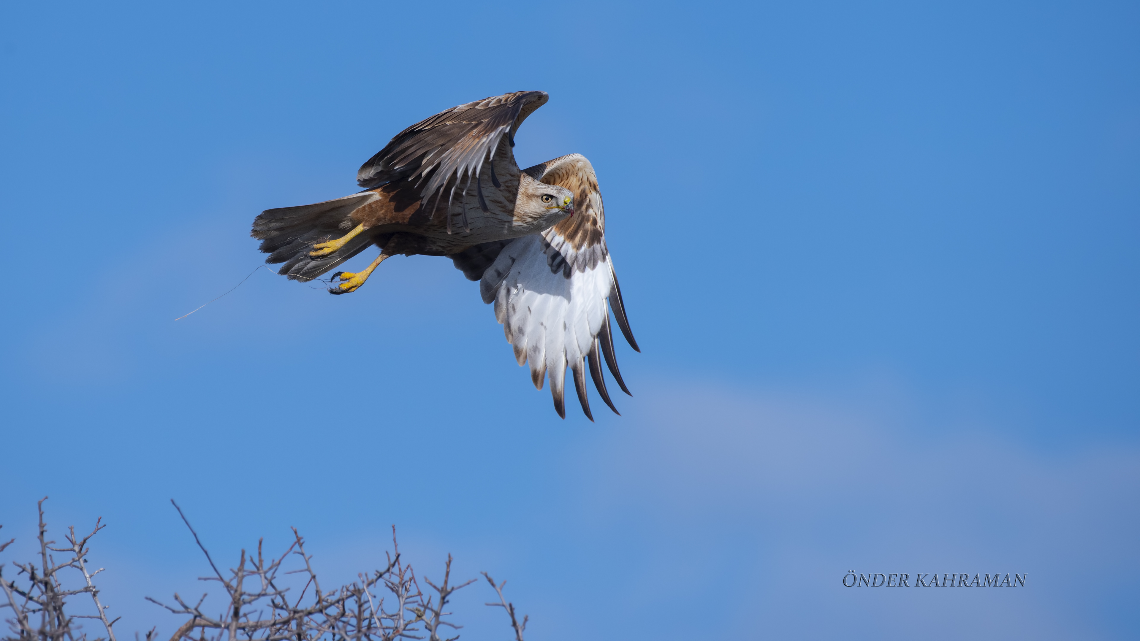 Kızıl şahin » Long-legged Buzzard » Buteo rufinus
