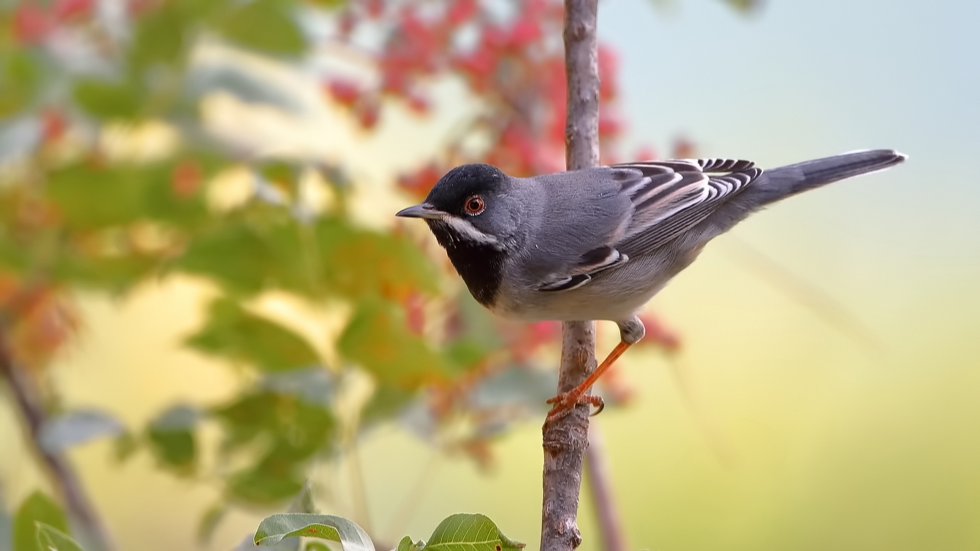 Karaboğazlı ötleğen