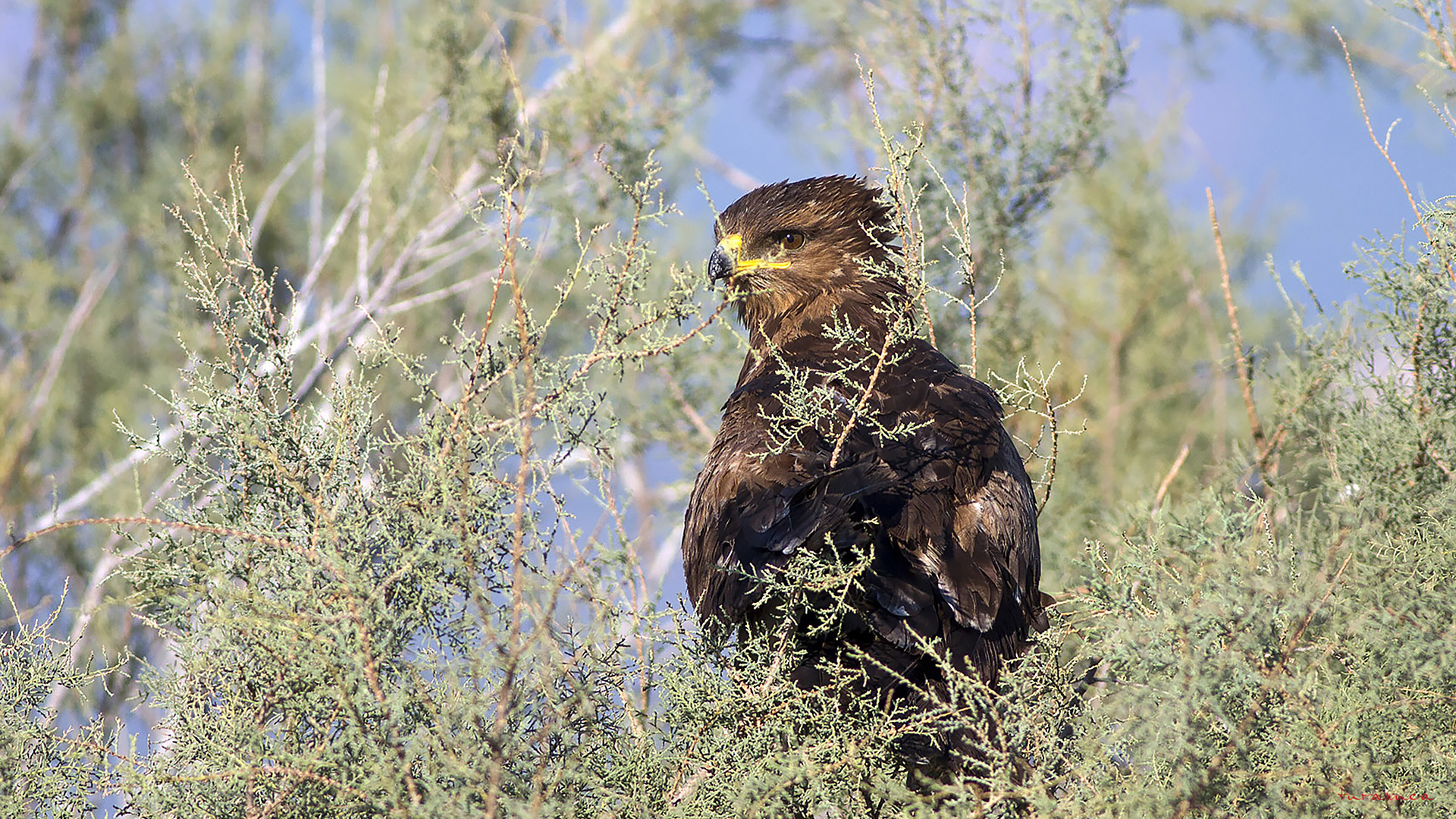 Küçük orman kartalı