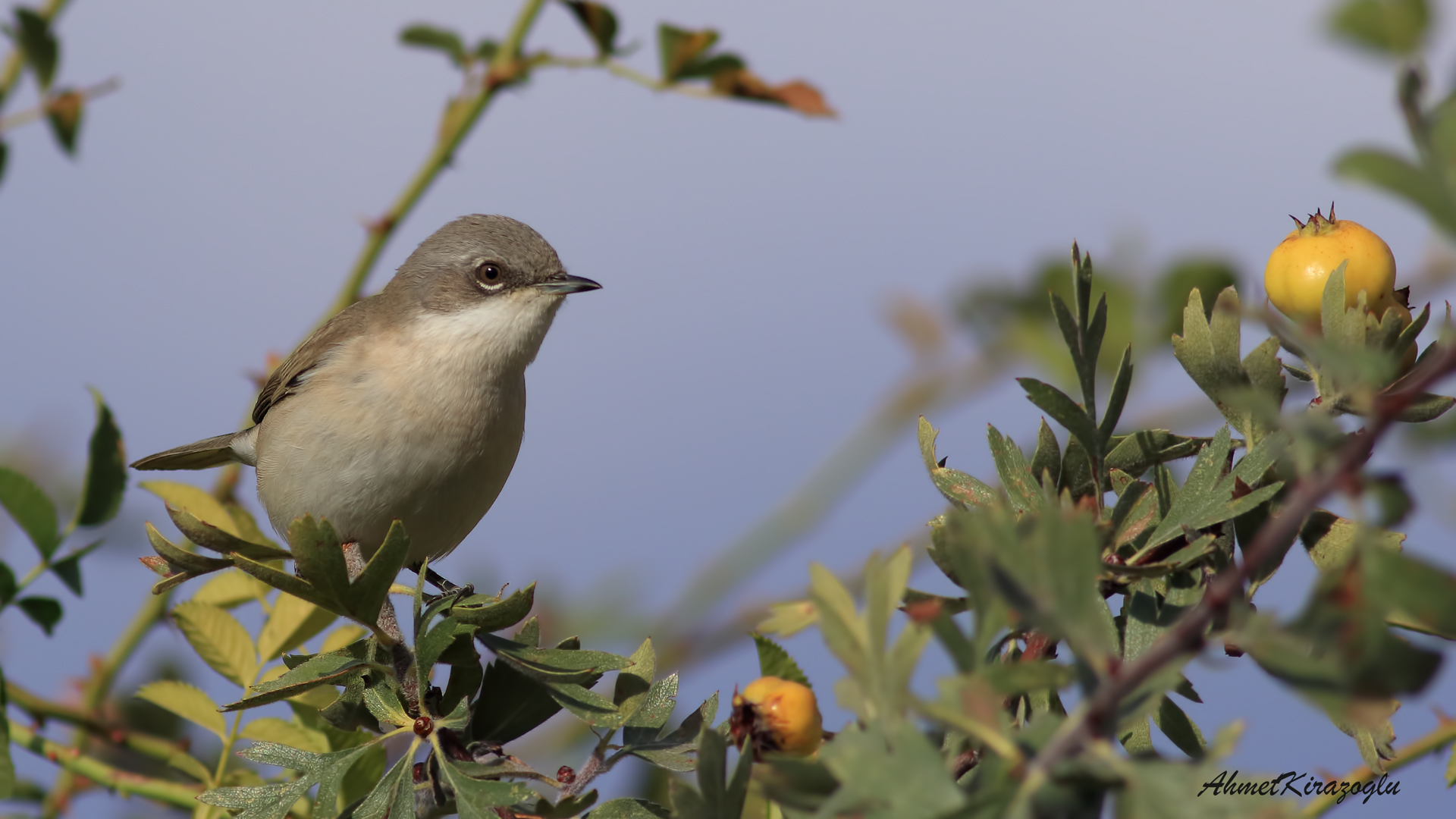 Küçük akgerdanlı ötleğen