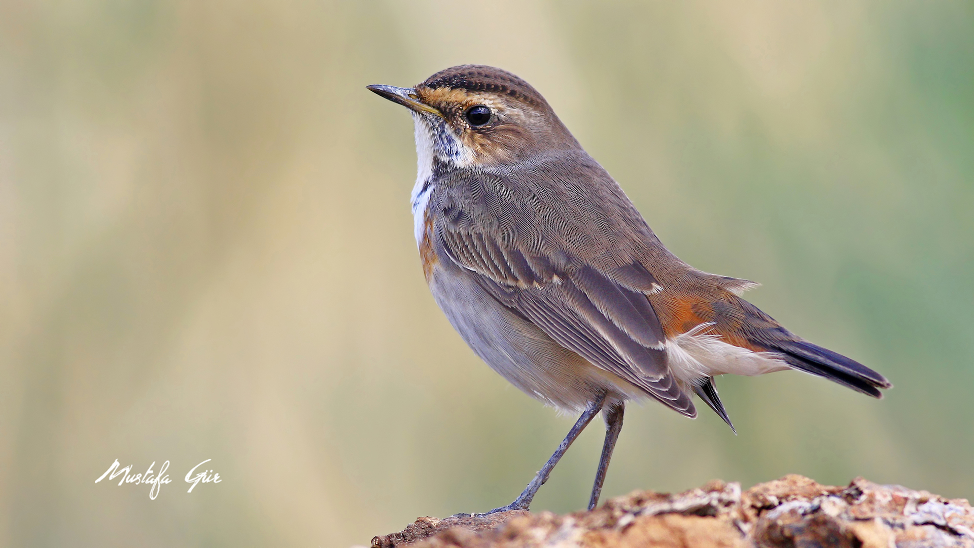 Mavigerdan » Bluethroat » Luscinia svecica