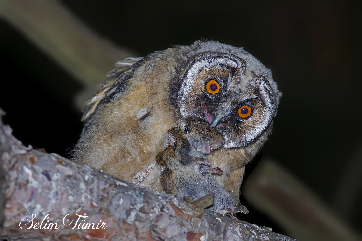 Kulaklı orman baykuşu