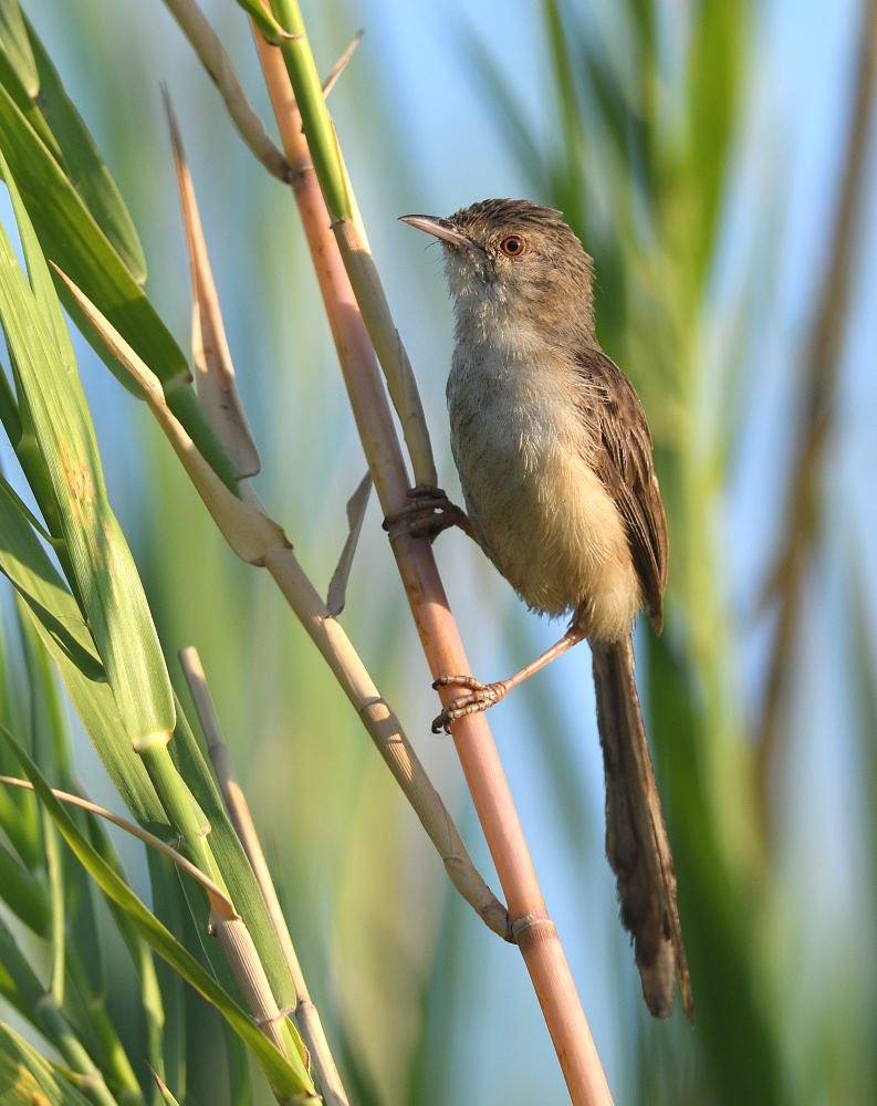 Dikkuyruklu ötleğen