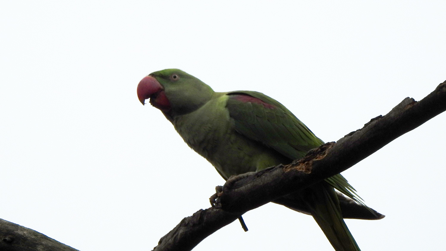 İskender papağanı