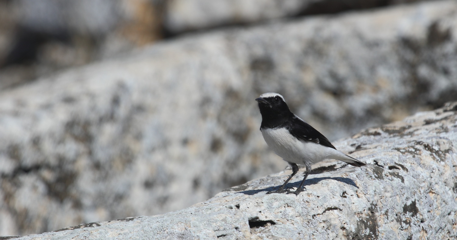 Aksırtlı kuyrukkakan