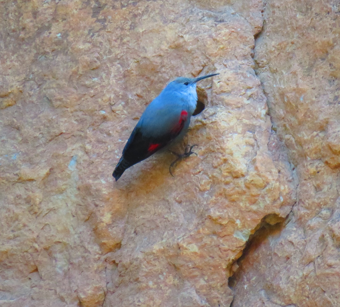 Duvar tırmaşıkkuşu