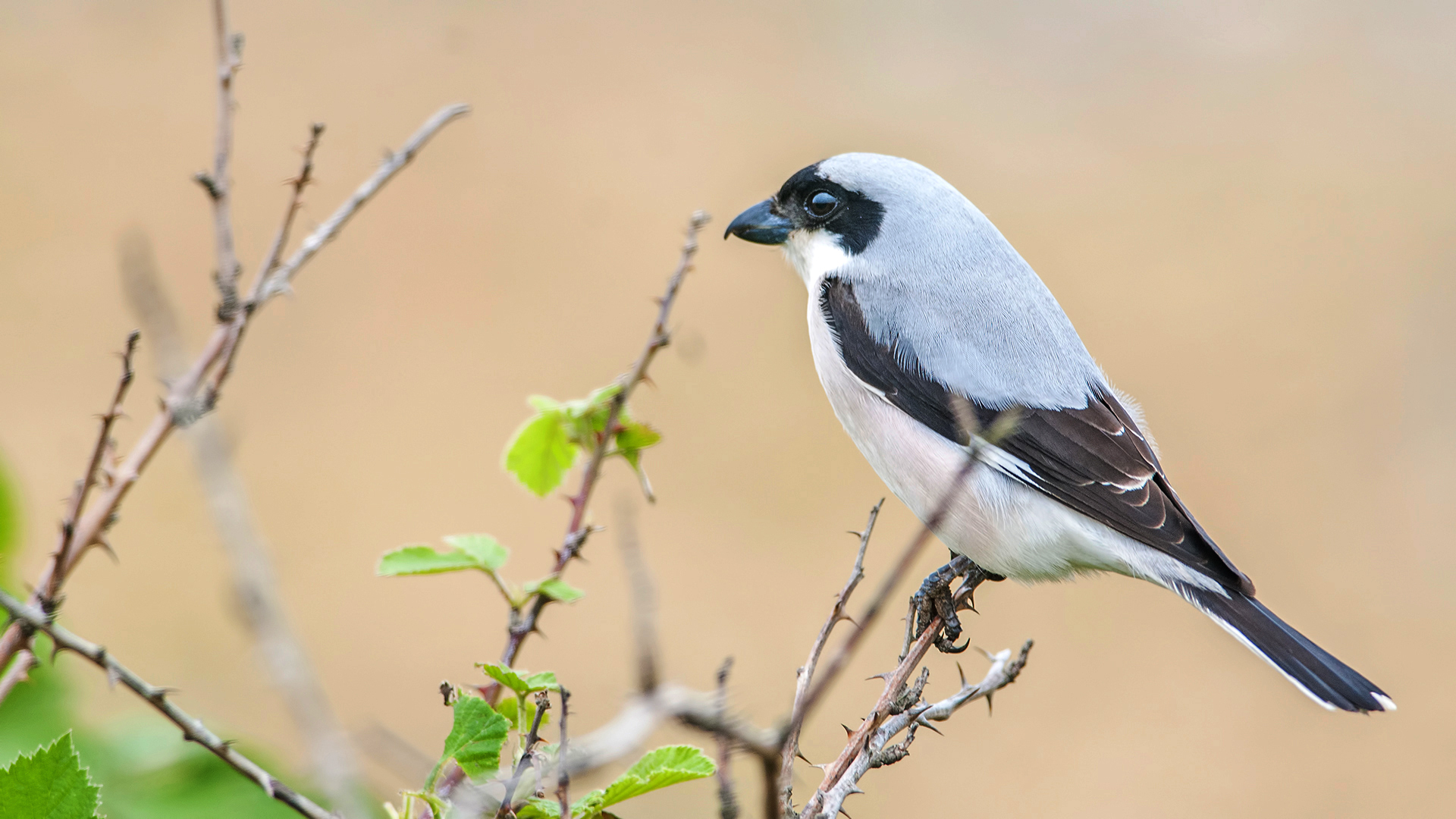 Karaalınlı örümcekkuşu
